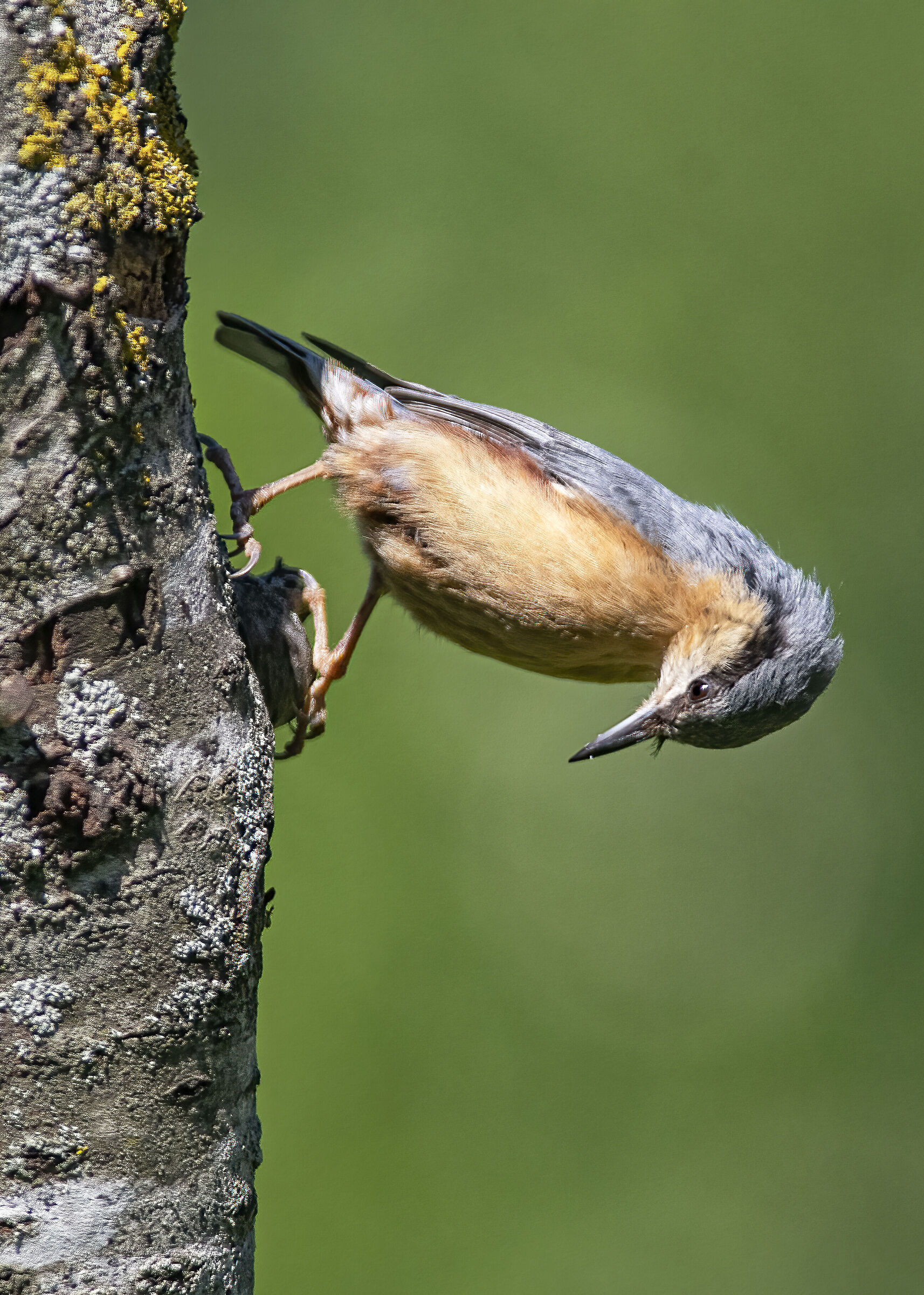 wood nuthatch