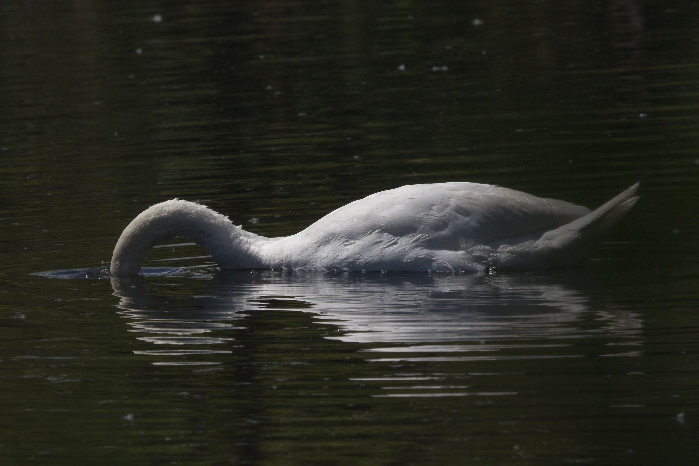 Cigno alle Vasche dell'Arnetta