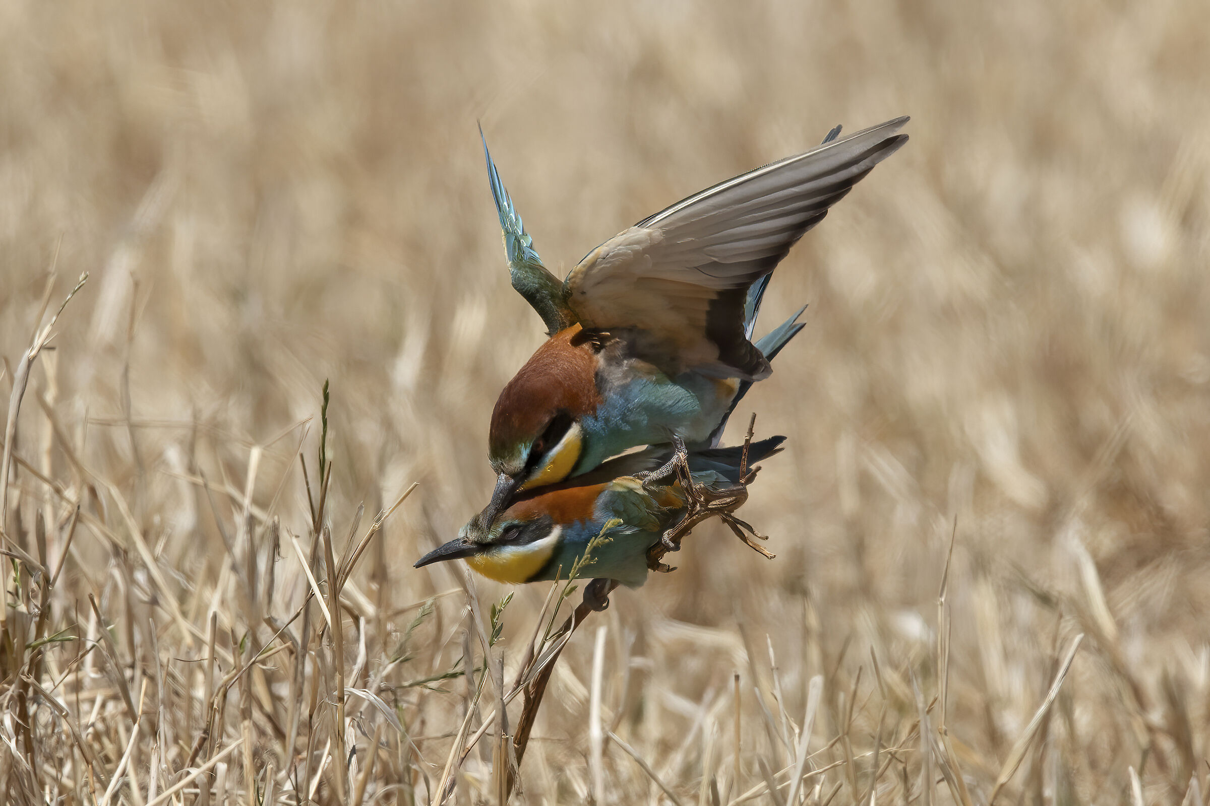 Gruccioni in accoppiamento