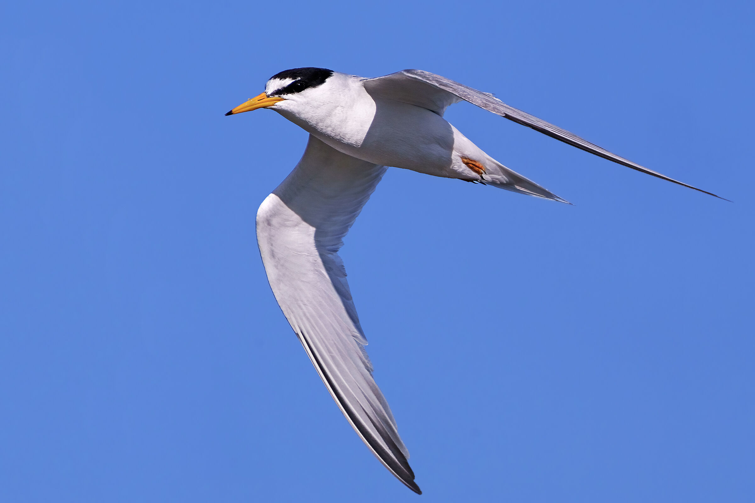 Nato per volare  - Fraticello