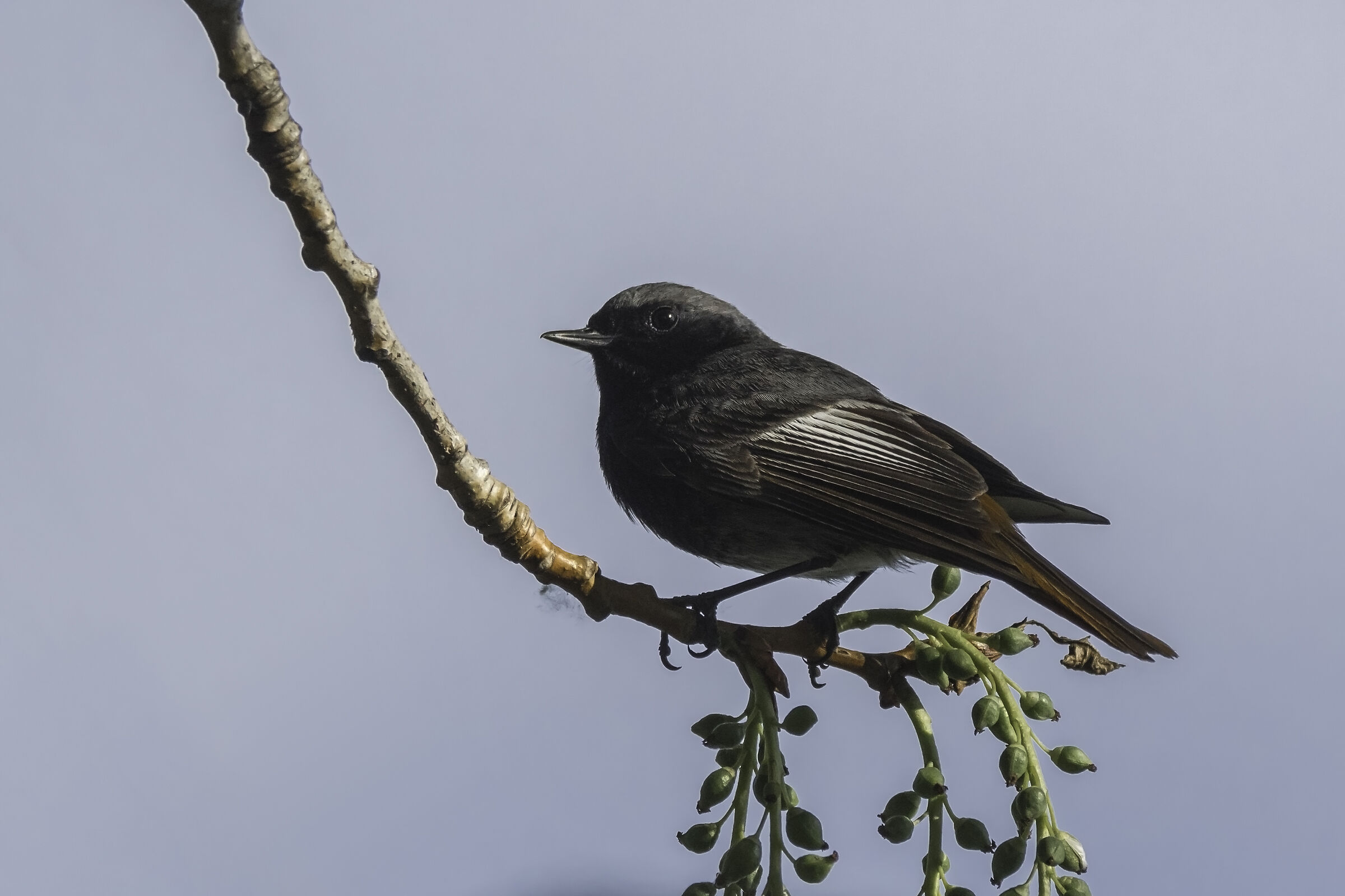 Phoenicurus ochruros