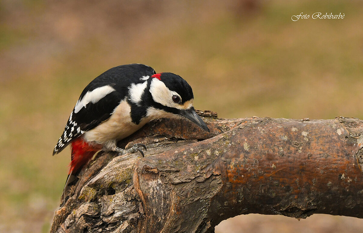 Picchio rosso maggiore...