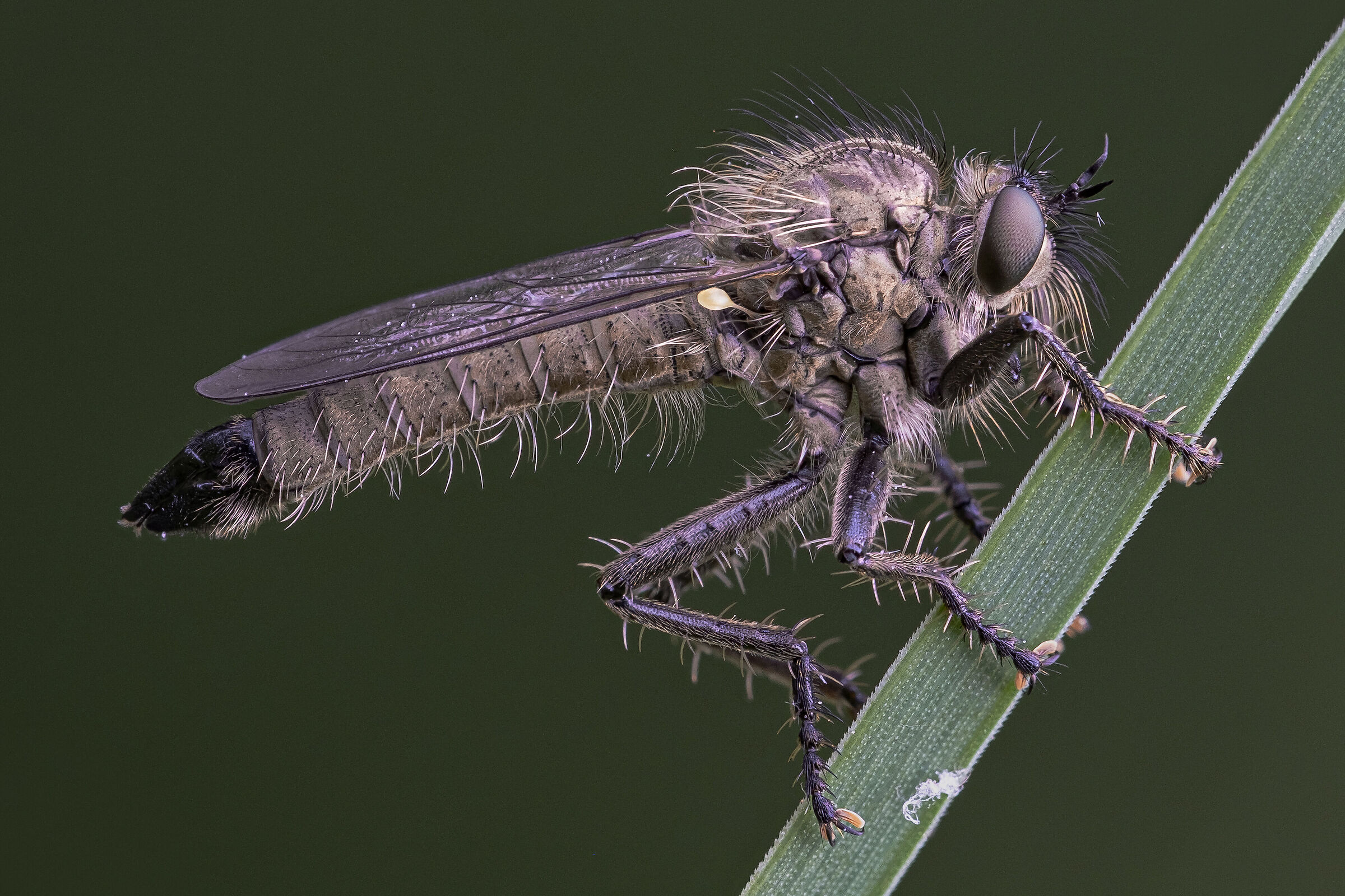 Tolmero atricapillus