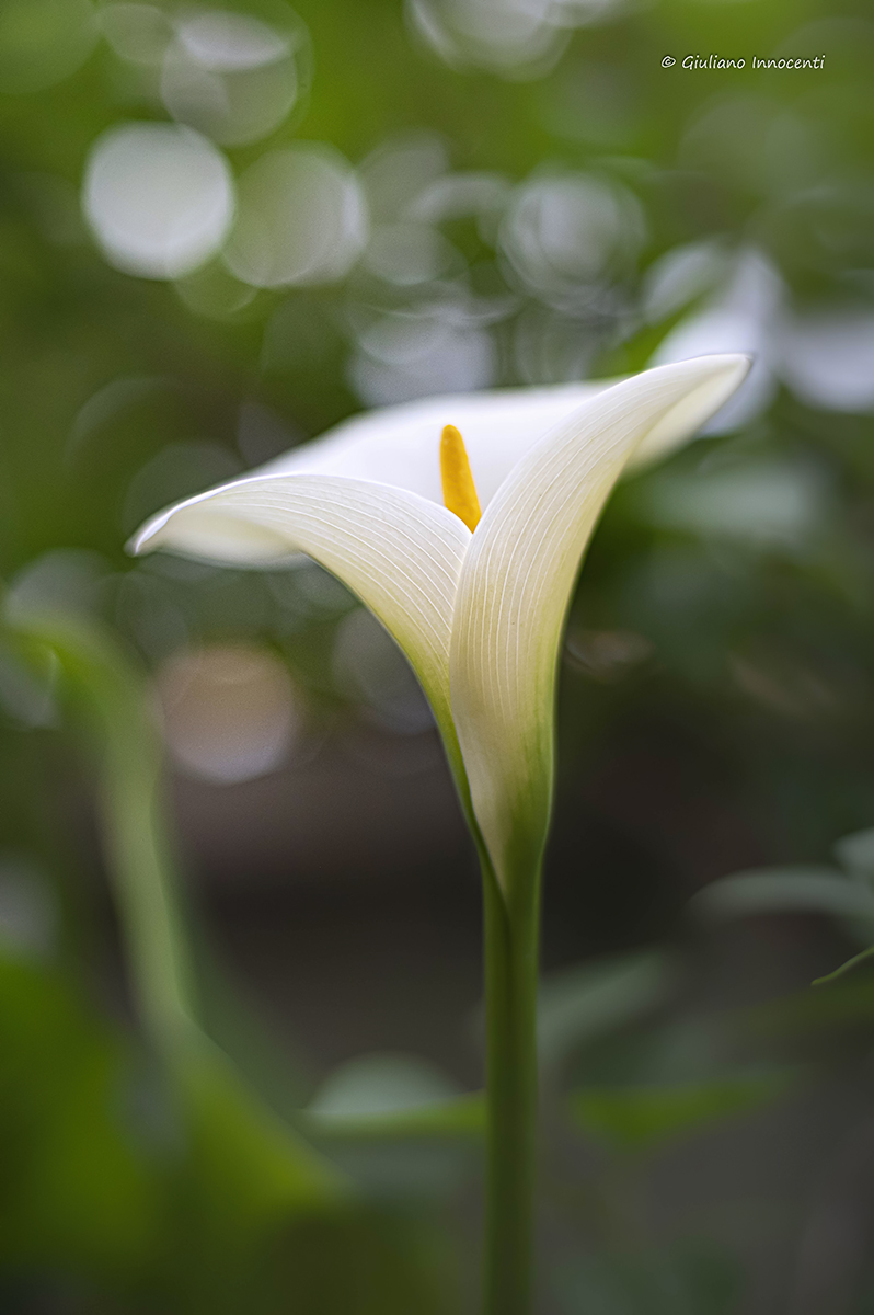 the calle on my terrace