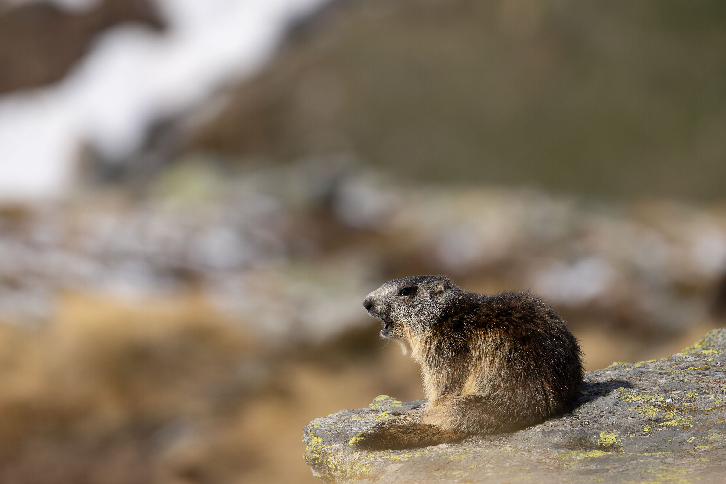 Il subiet della montagna