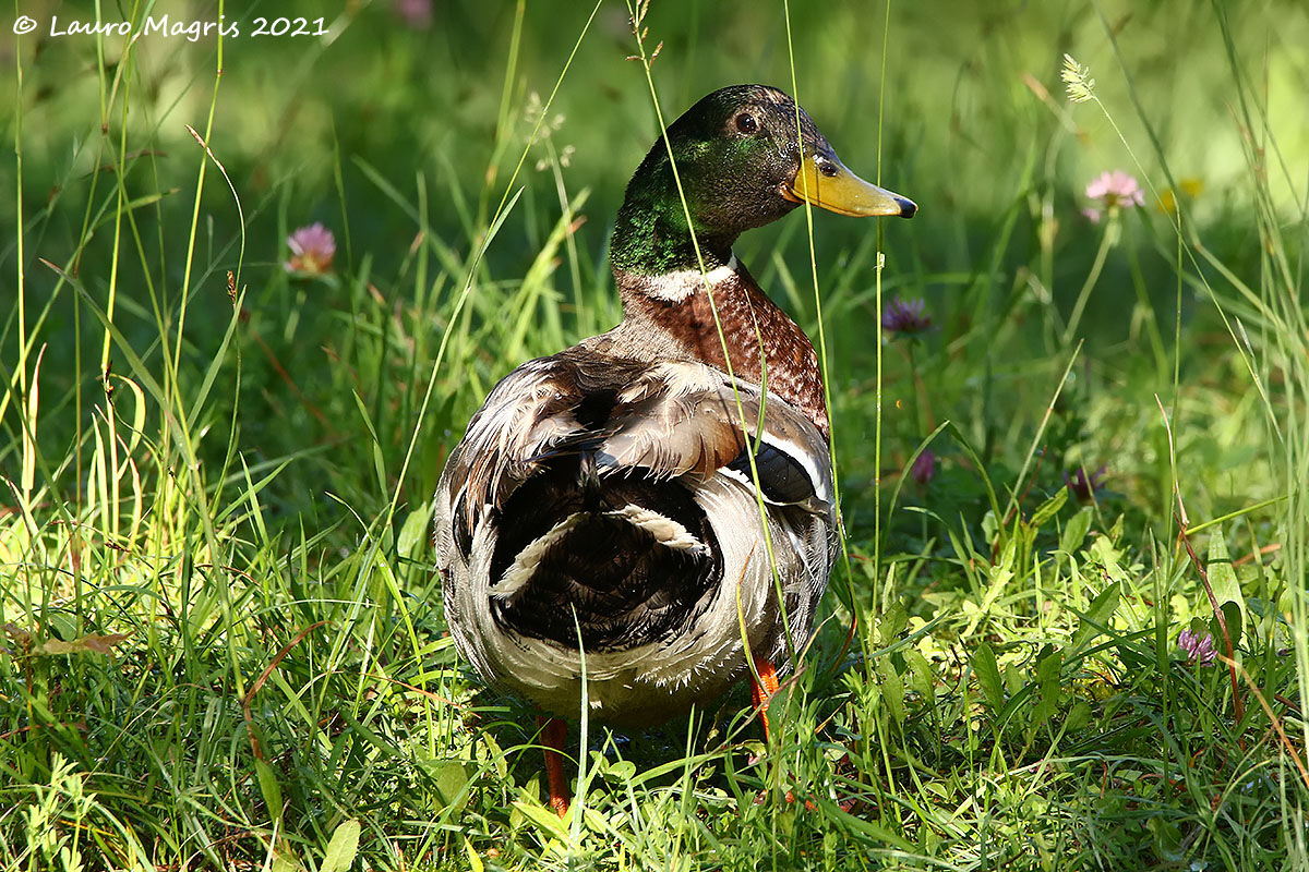 Germanus in the meadow