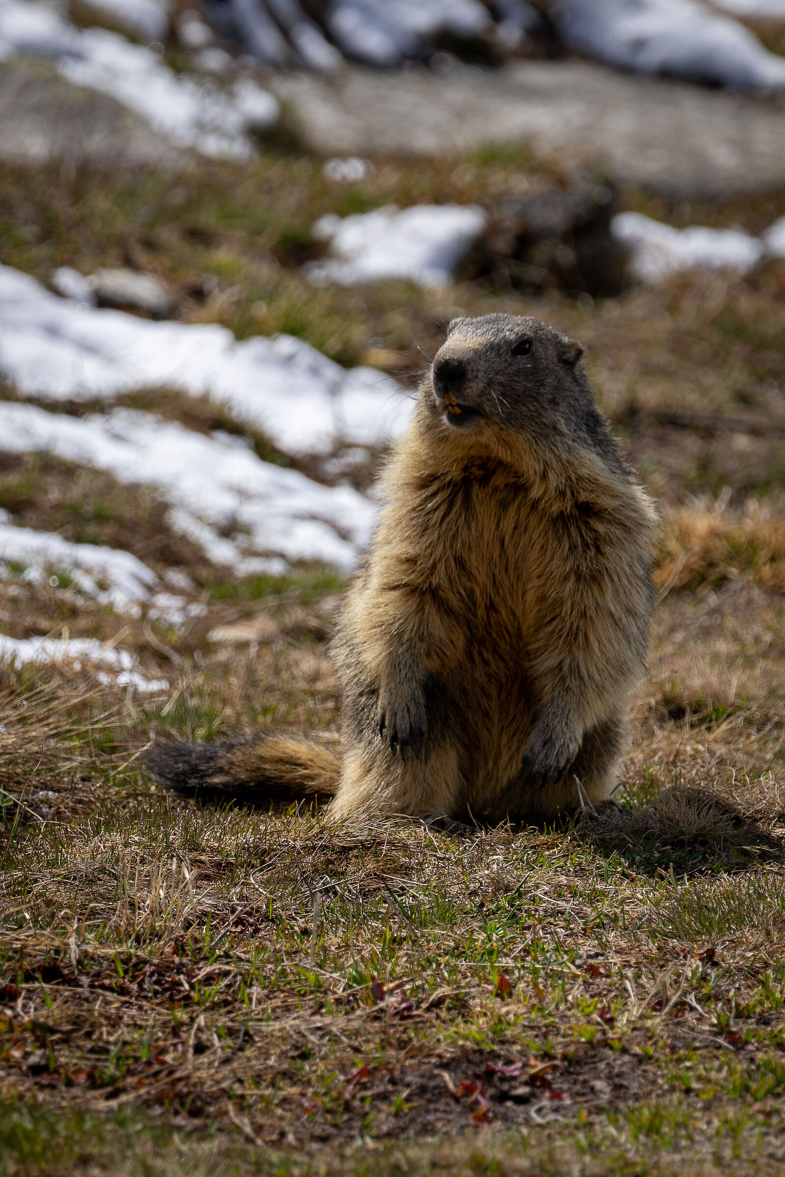 Madame Marmotte
