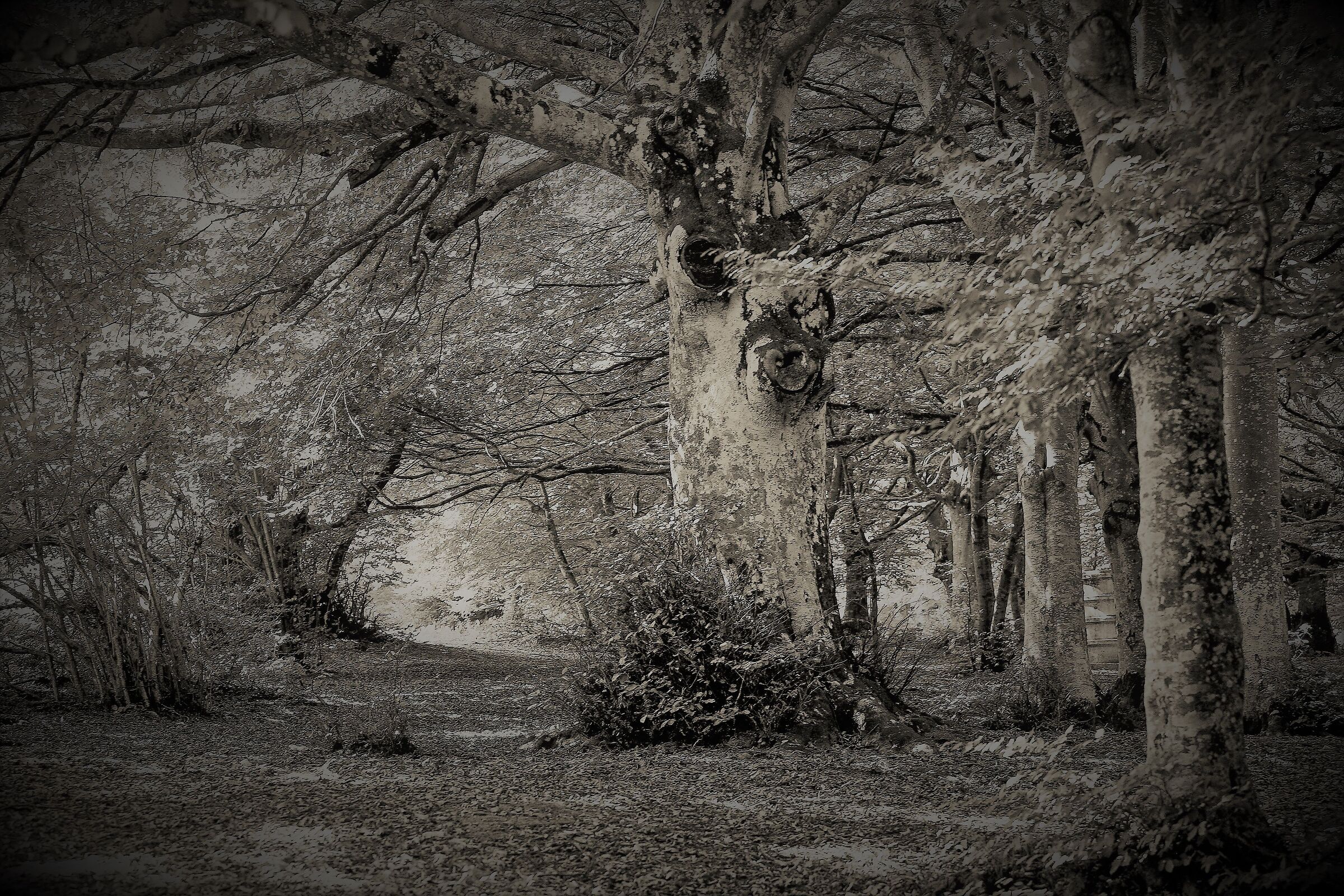 The Enchanted Forest