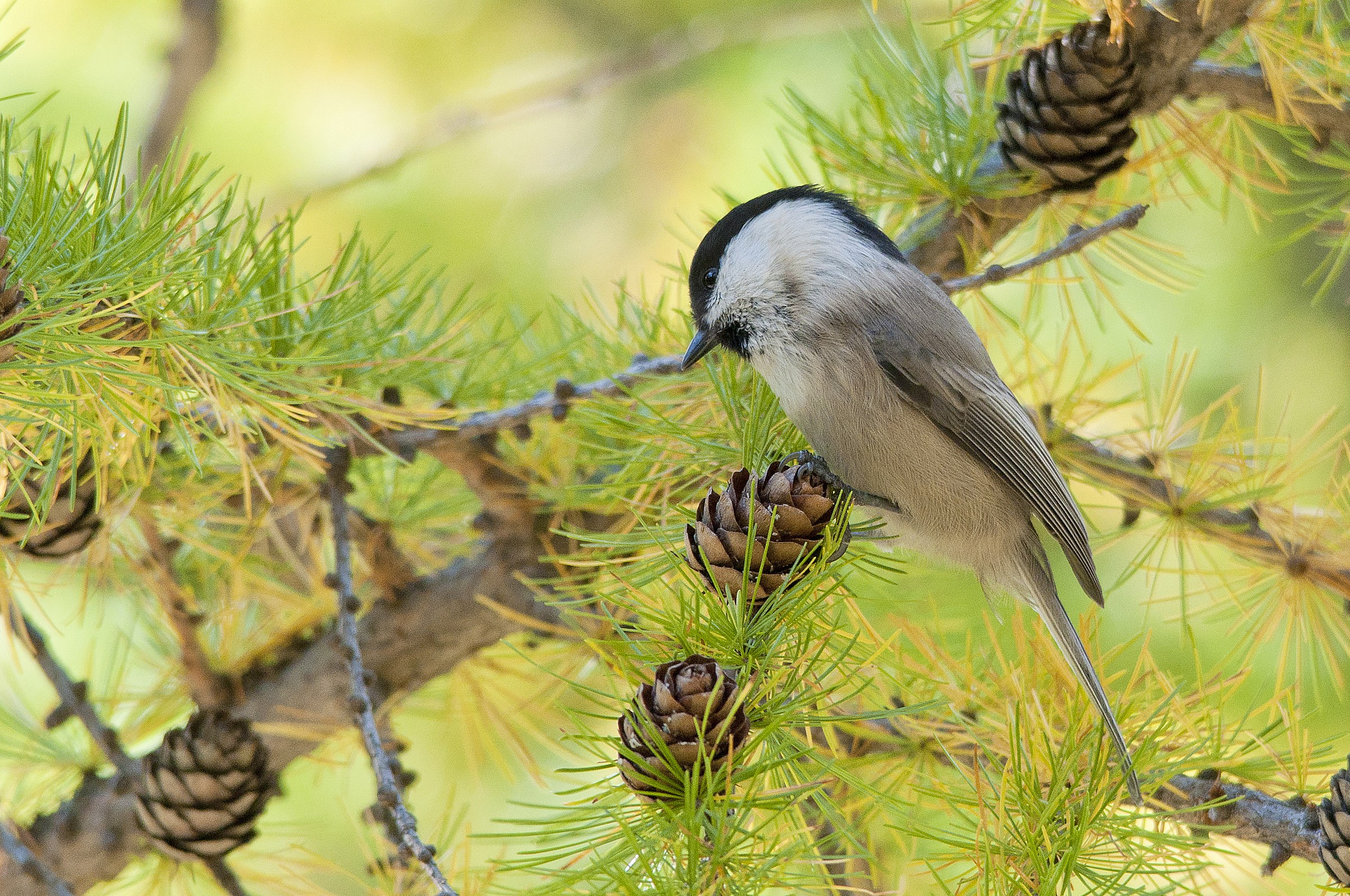 Cincia Bigia - Parus Palustris