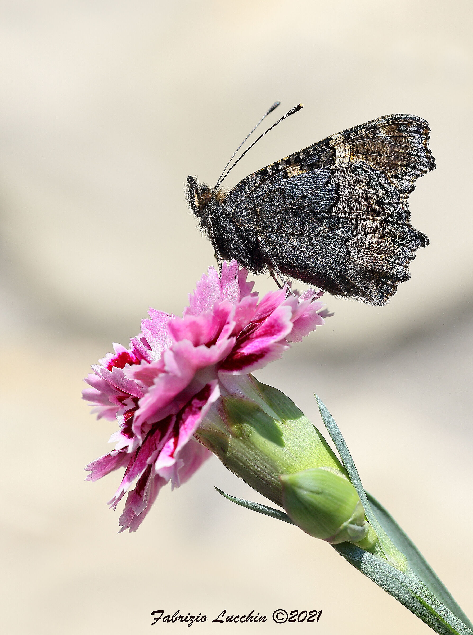 Vanessa dell'ortica (Aglais urticae)