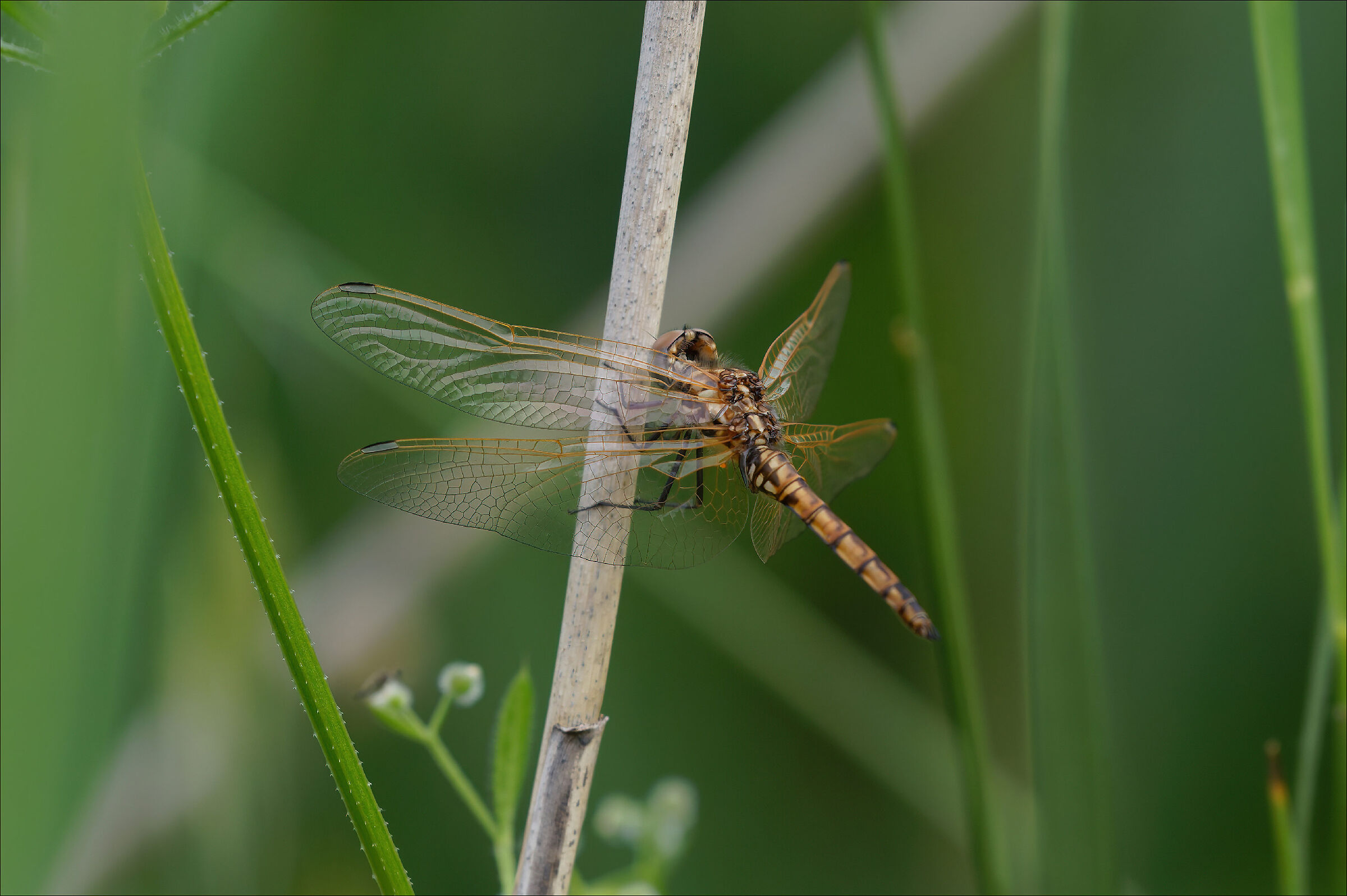 Orthetrum-brunneum-Femmina