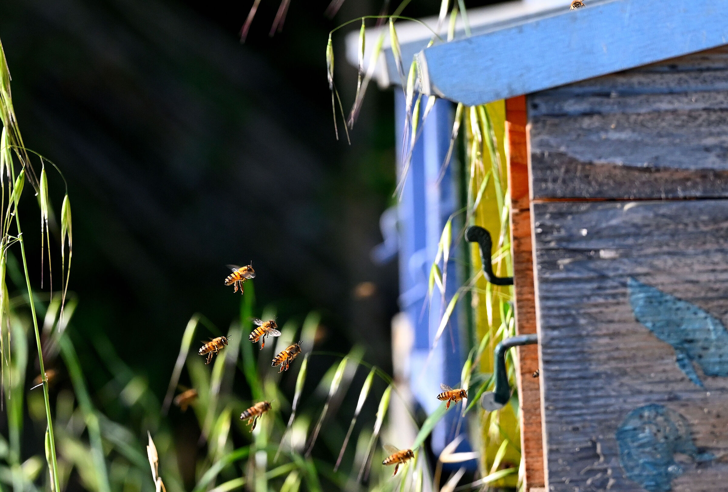 Bees and hives