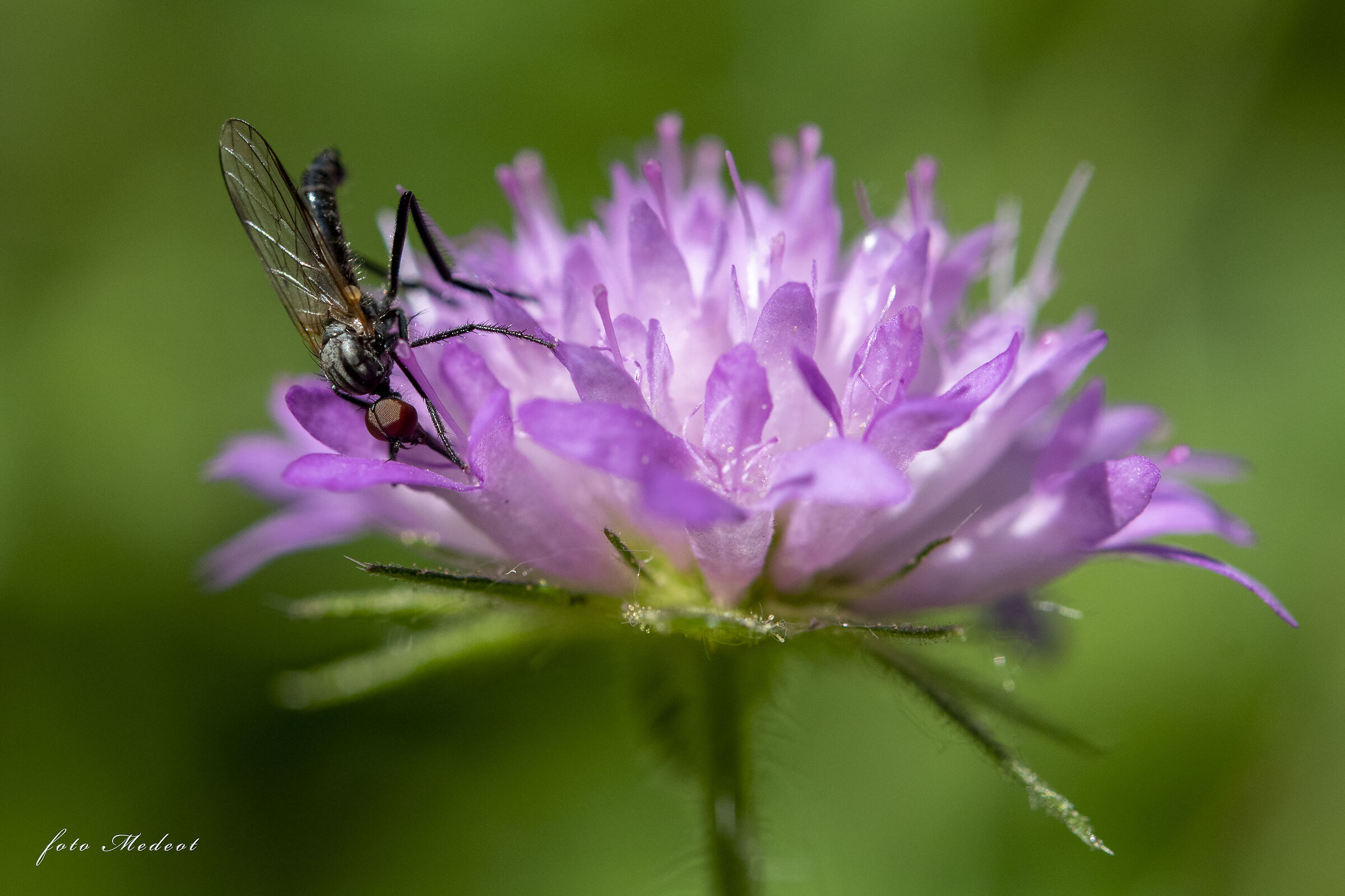 Alla ricerca del polline