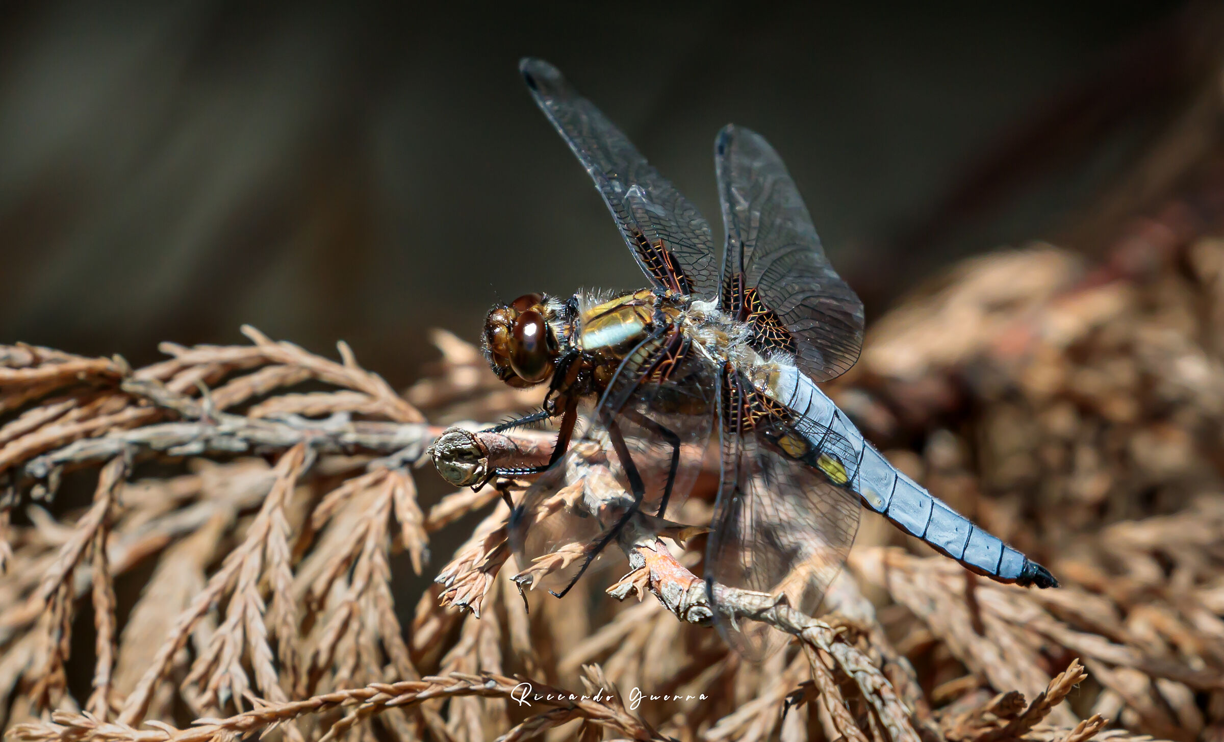 Libellula