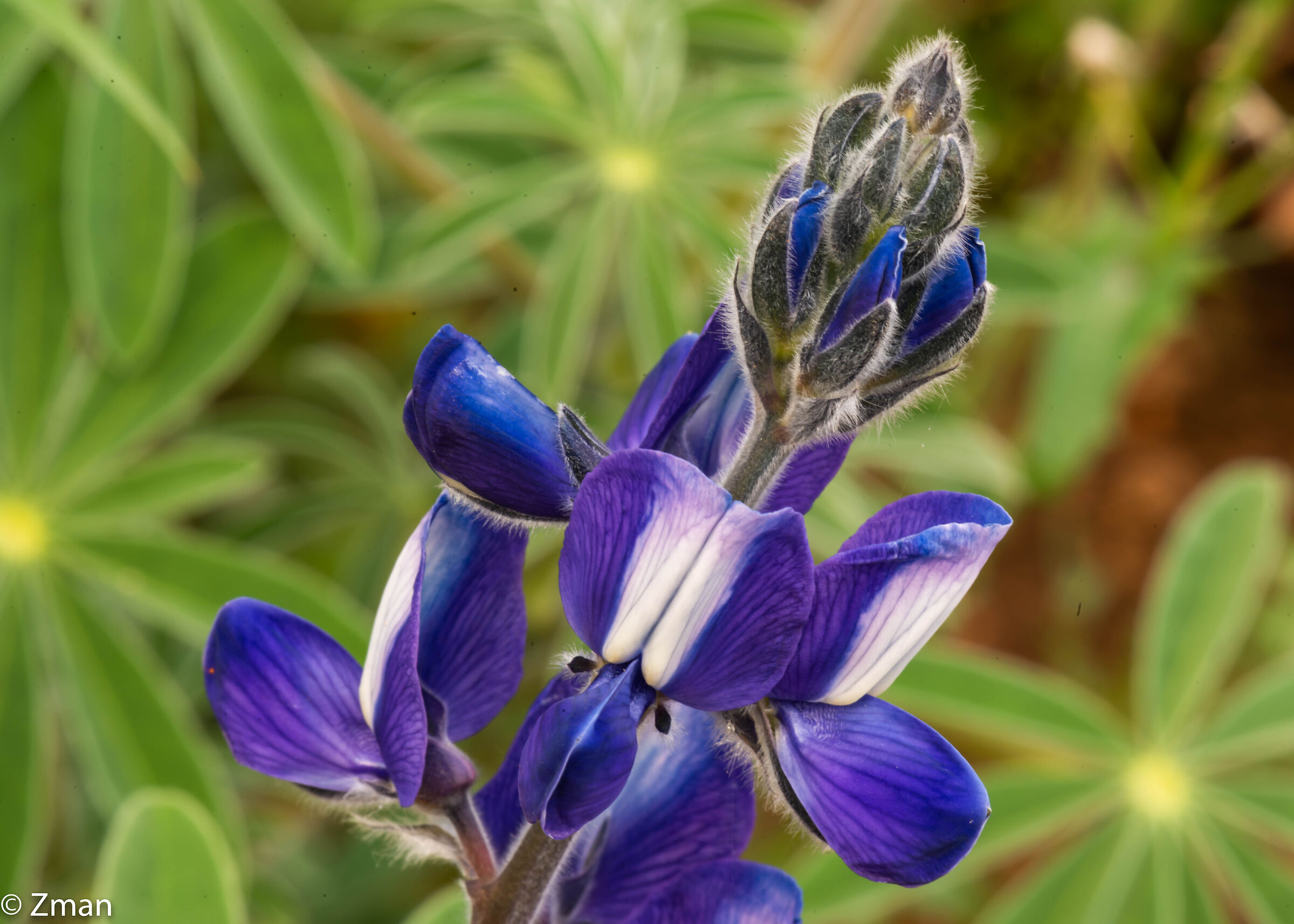 Lupin Flower