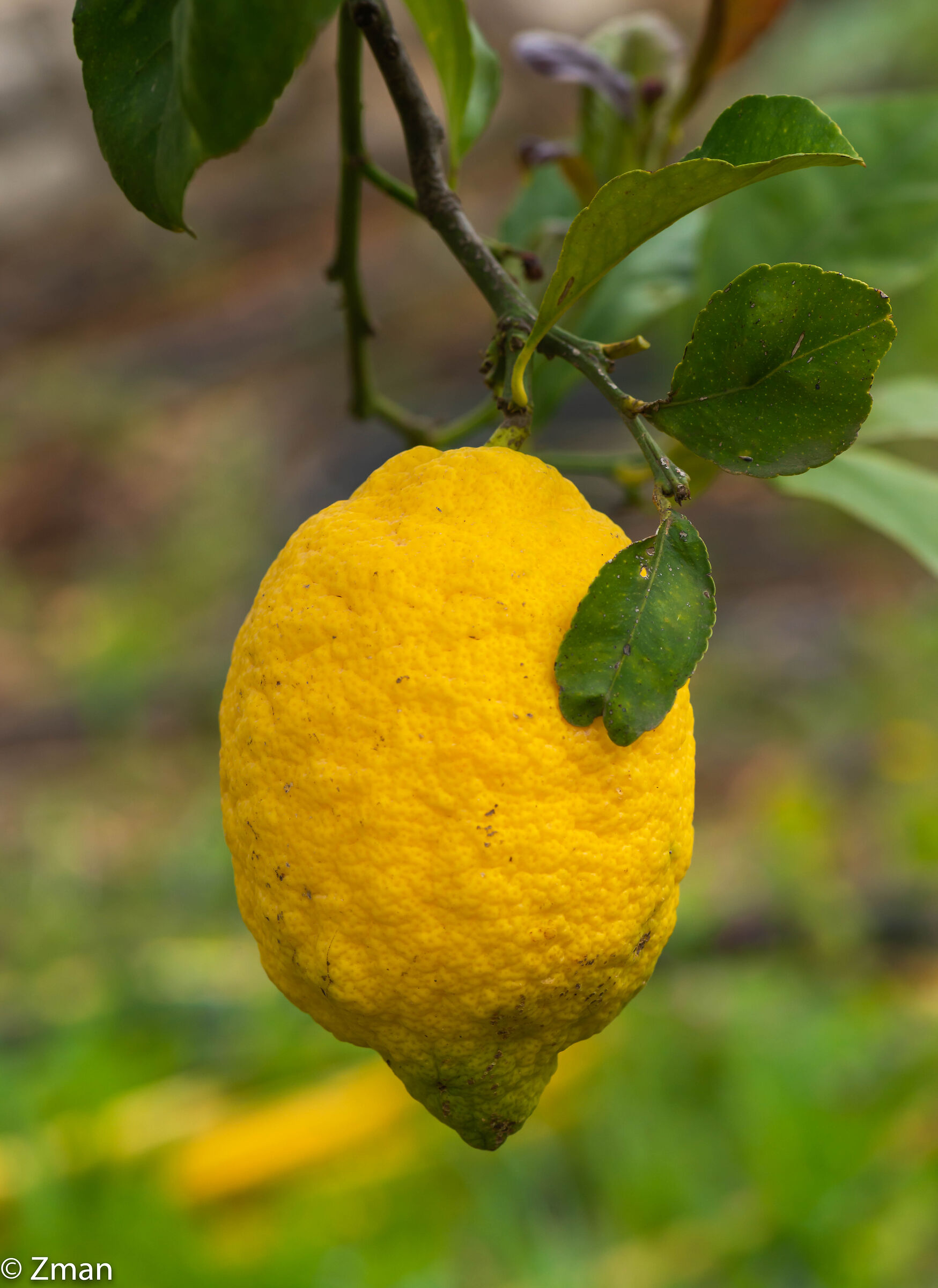 Lemon
