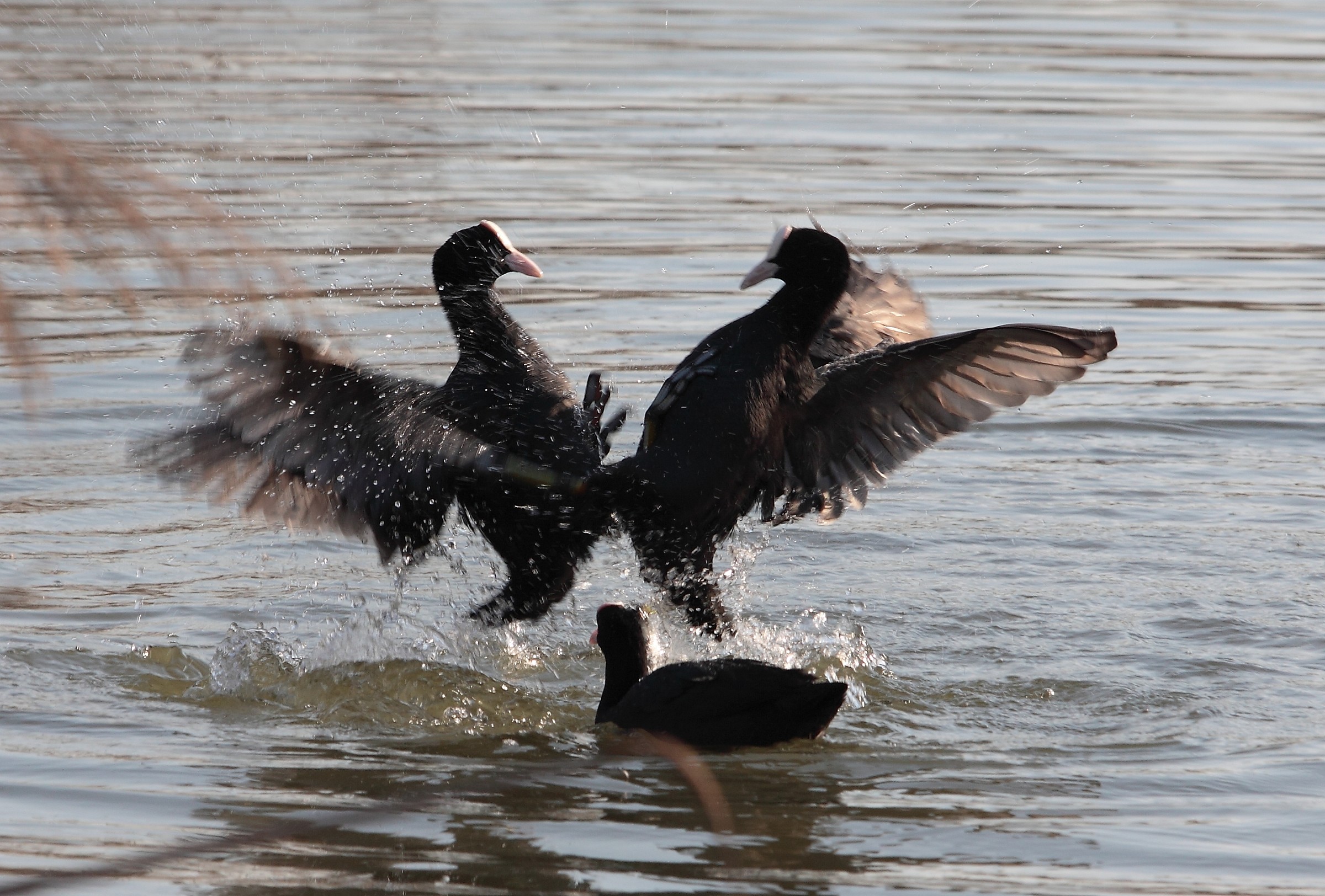 Aggressive Expansion