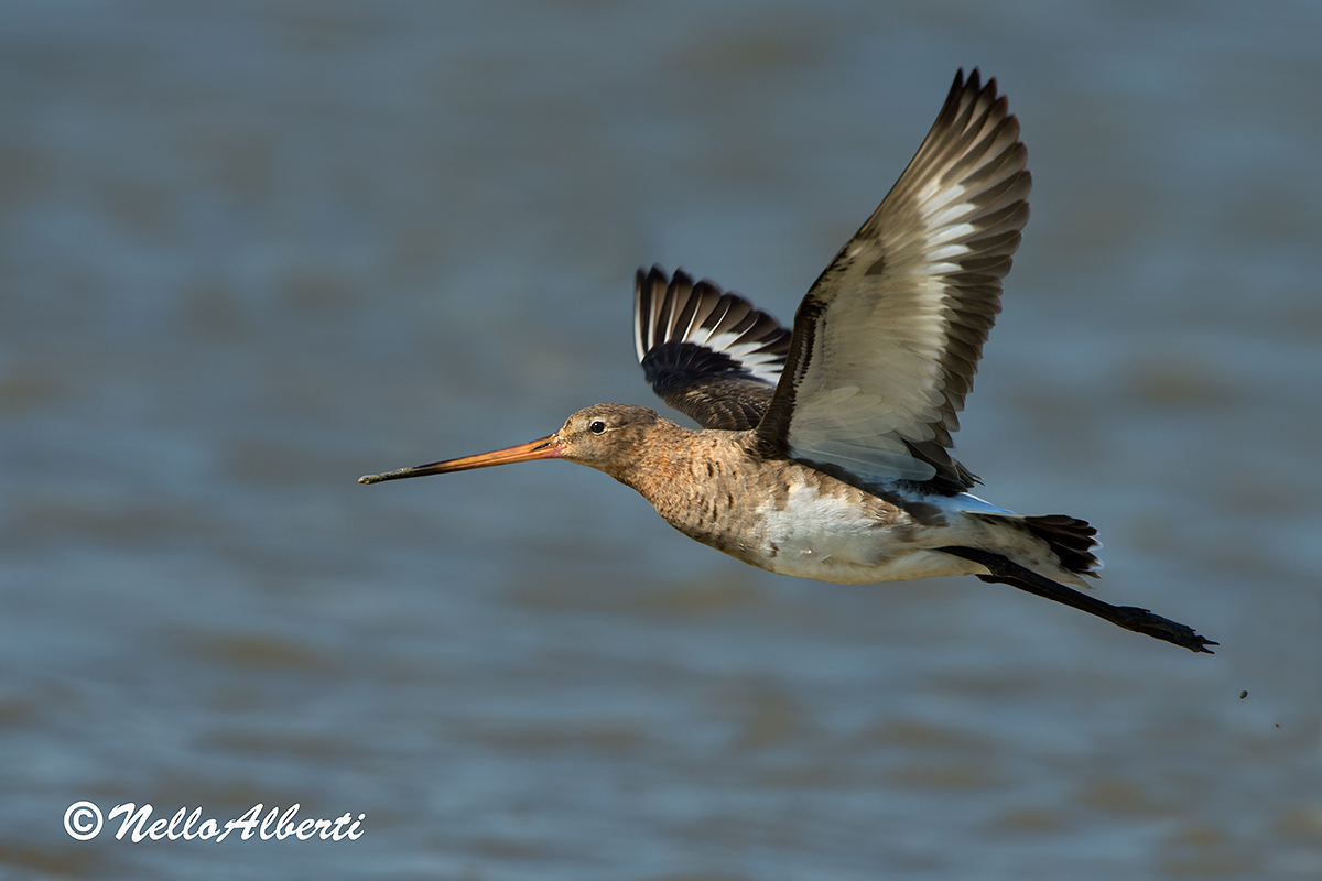 Godwit in flight