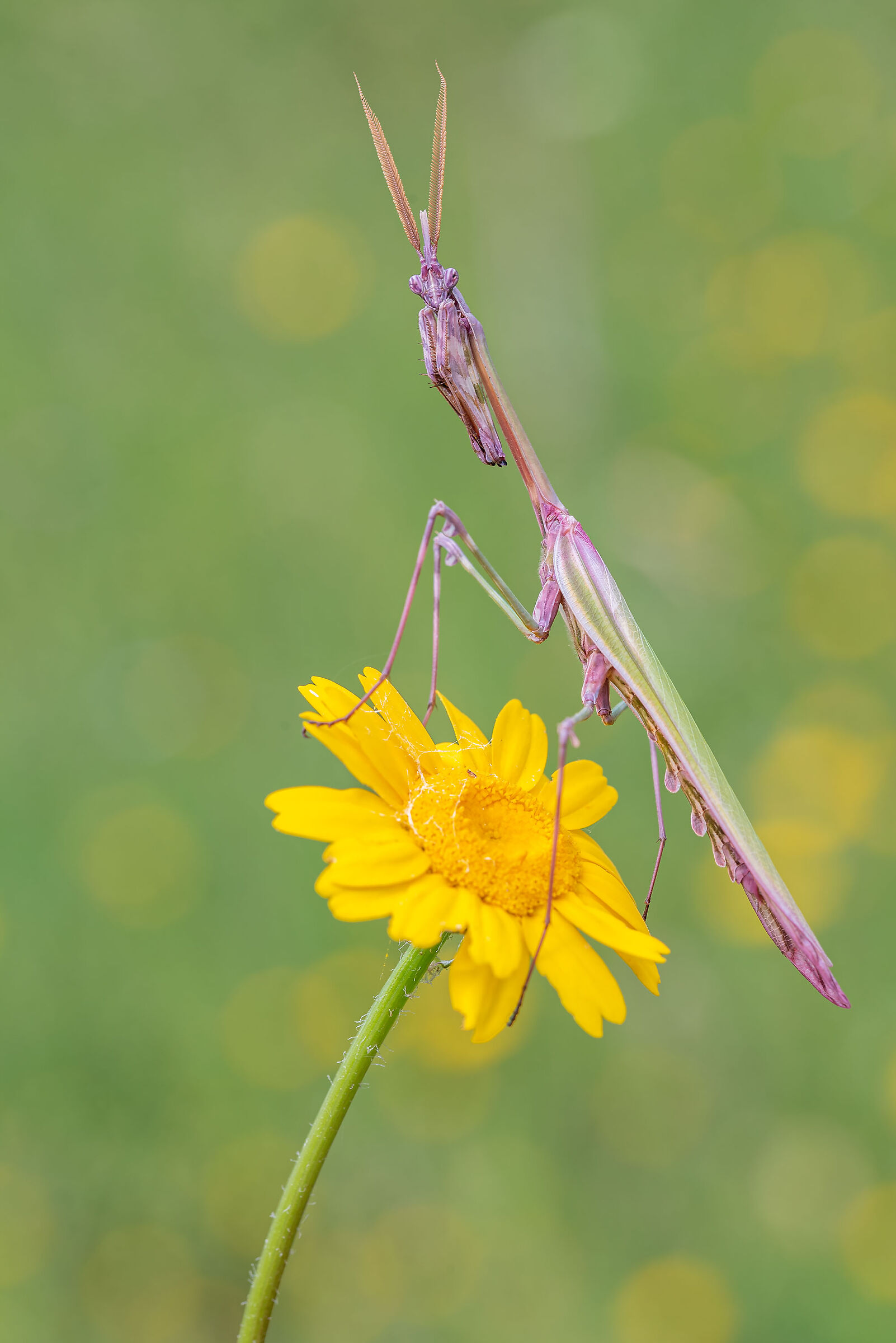 Empusa penta - Wikipedia