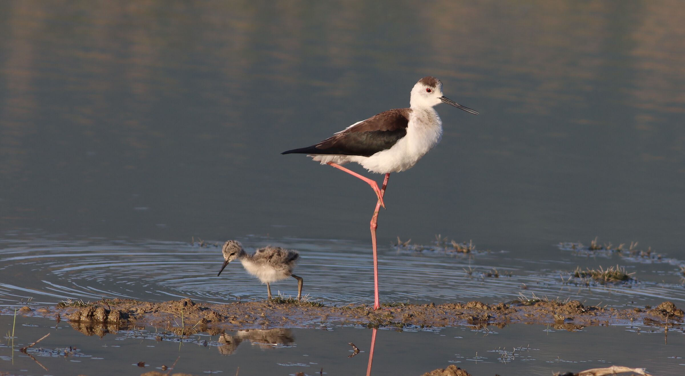 Parent and Child