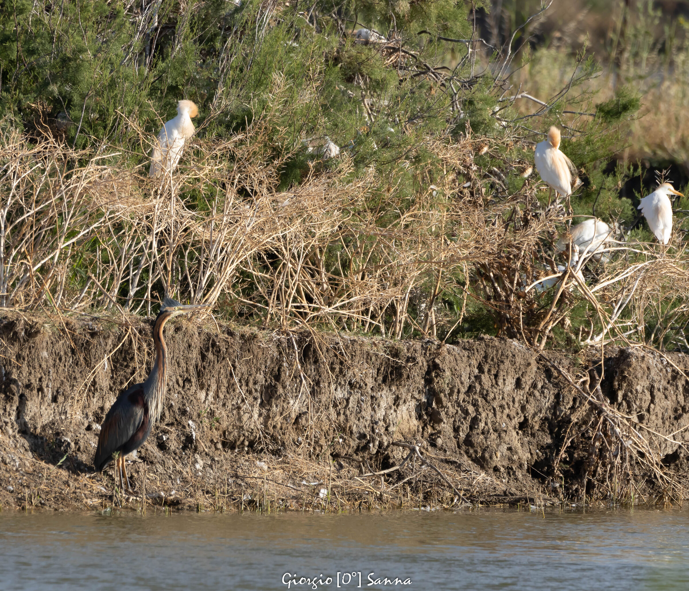 purple heron