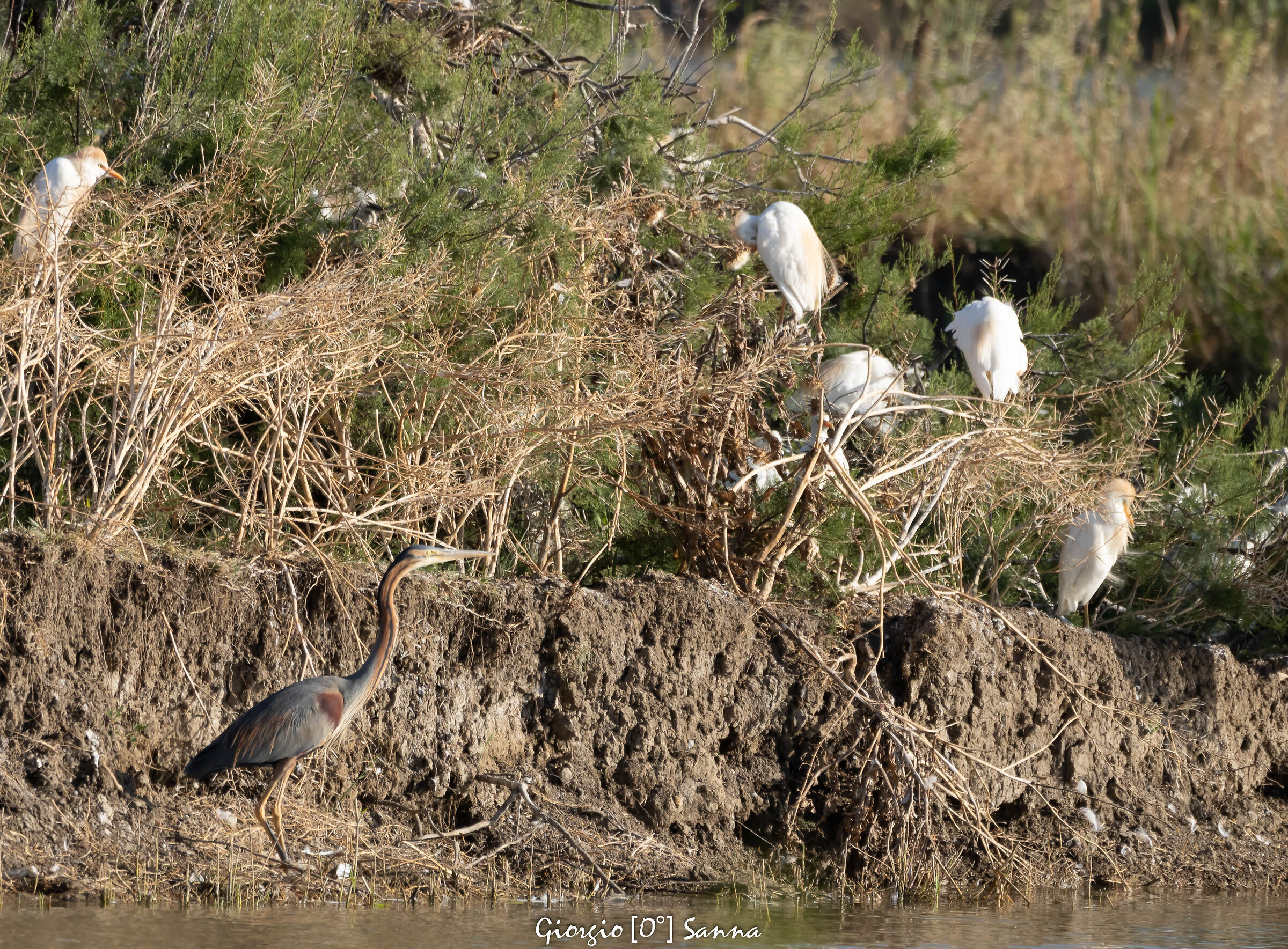 purple heron