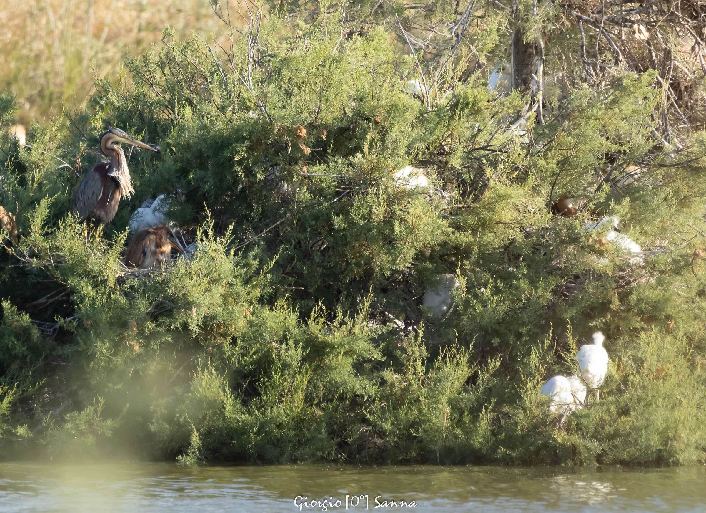 purple heron
