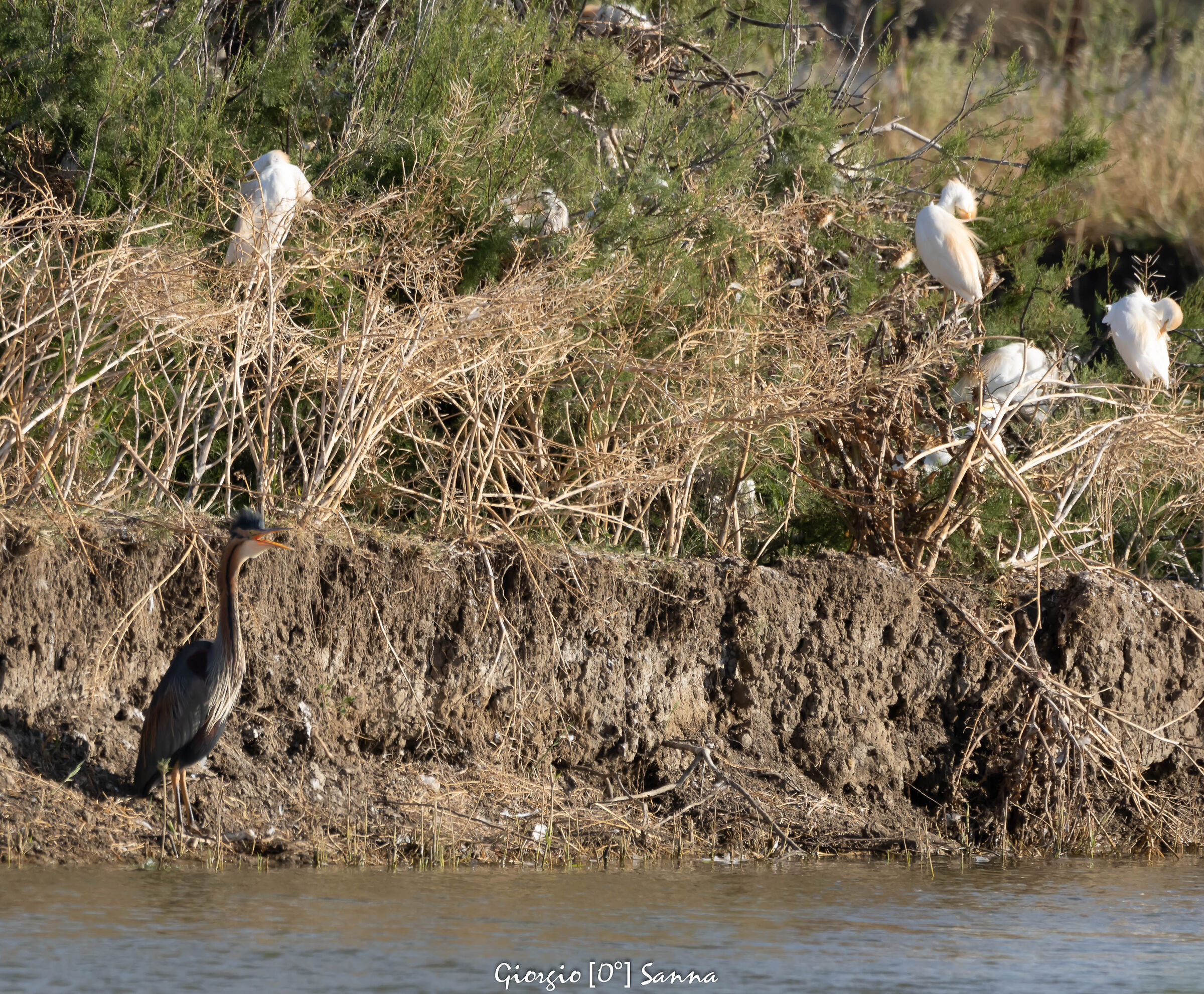 purple heron