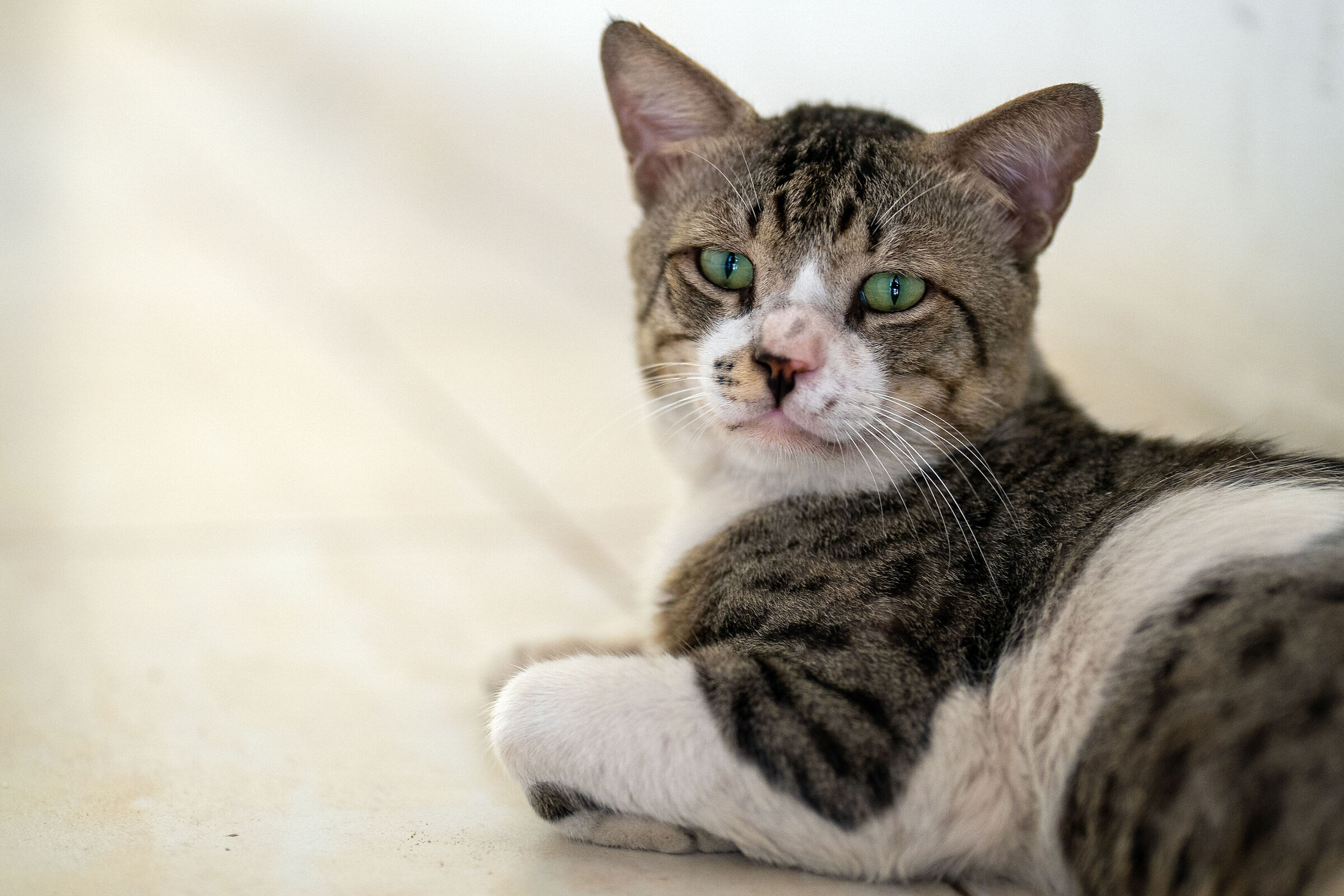 Capoccione 50gm f/1,2