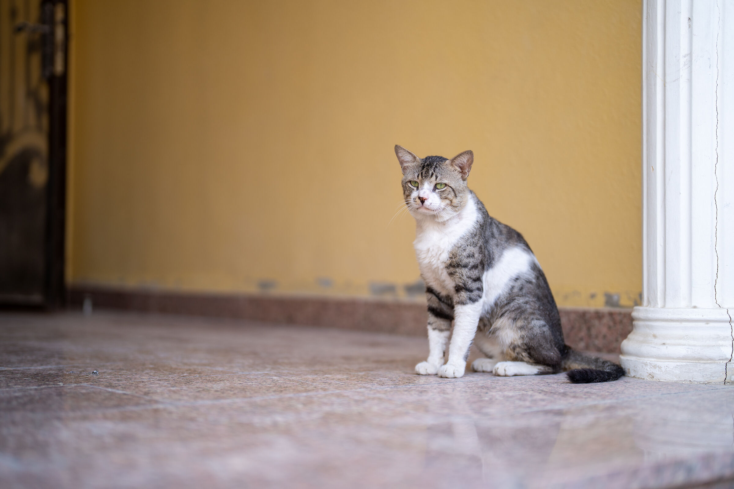 Capoccione 50gm f/1,2