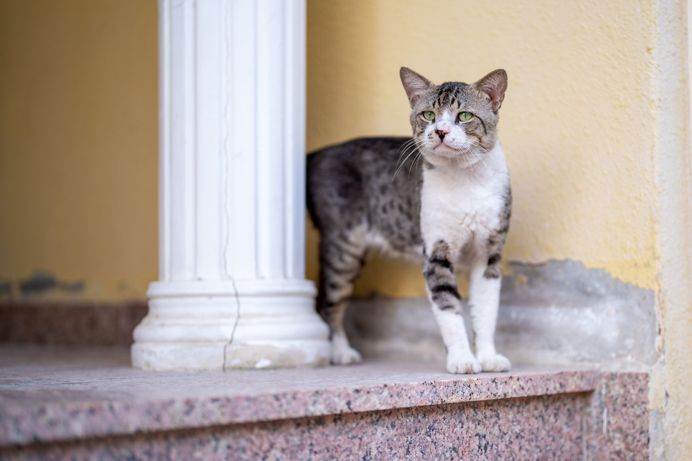 Capoccione 50gm f/1,2