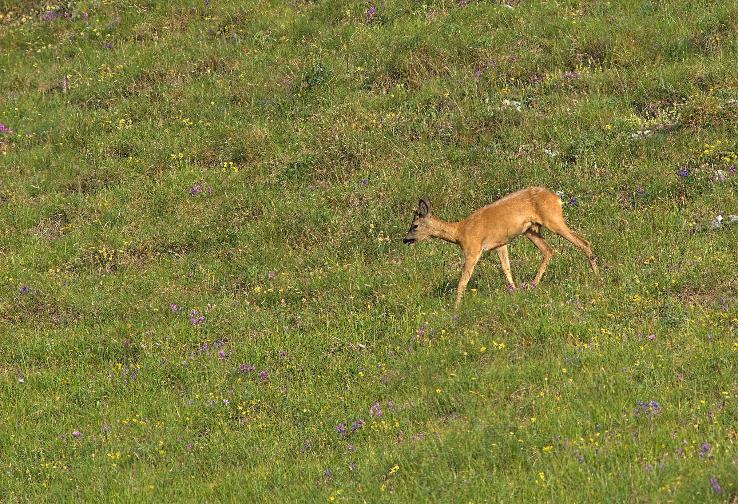 roe deer