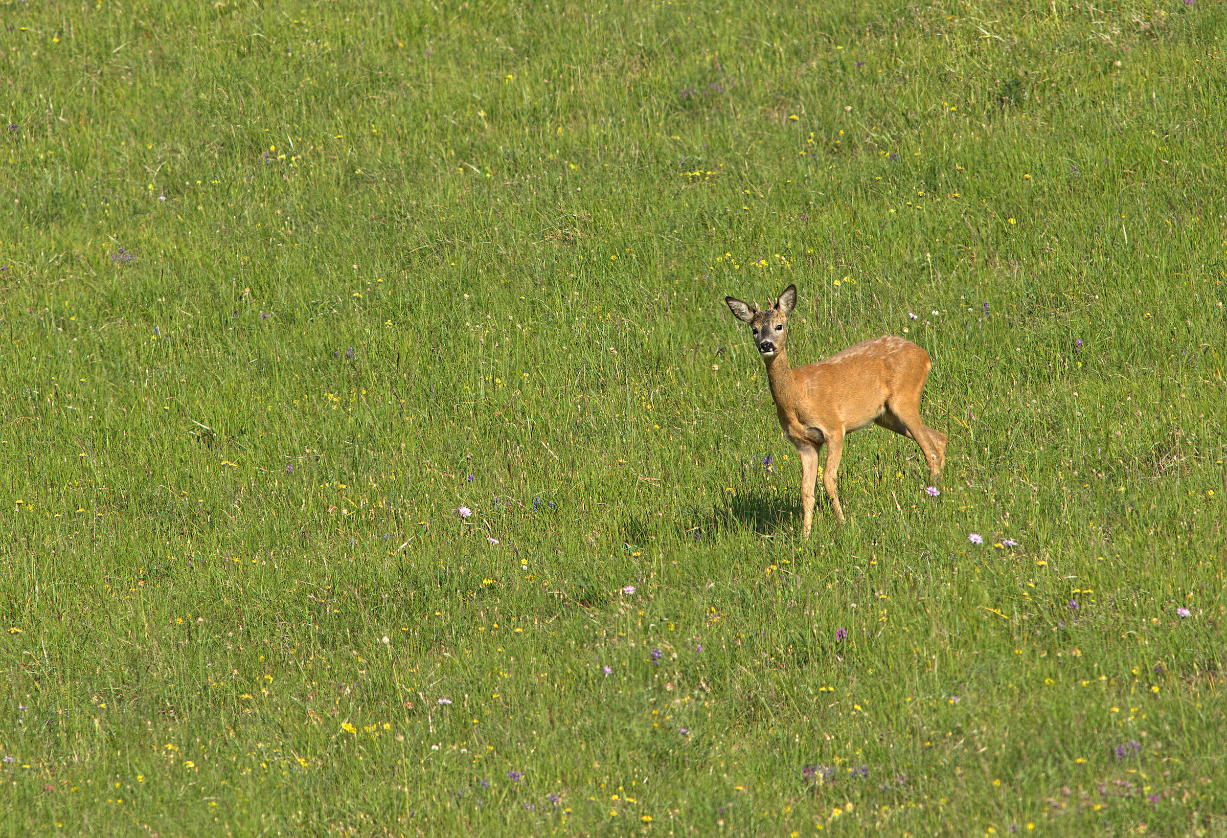 roe deer