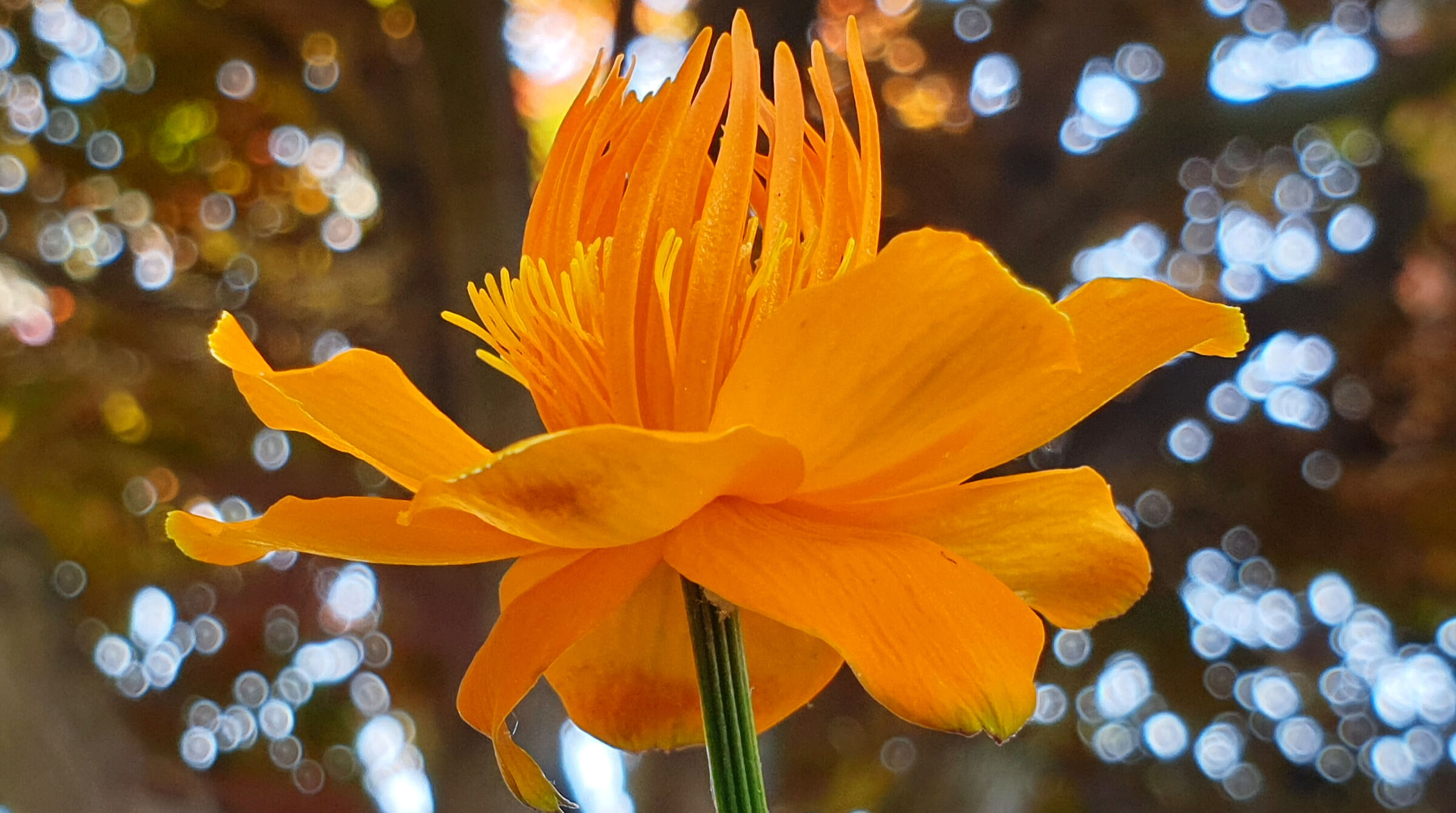 Trollius golden 3