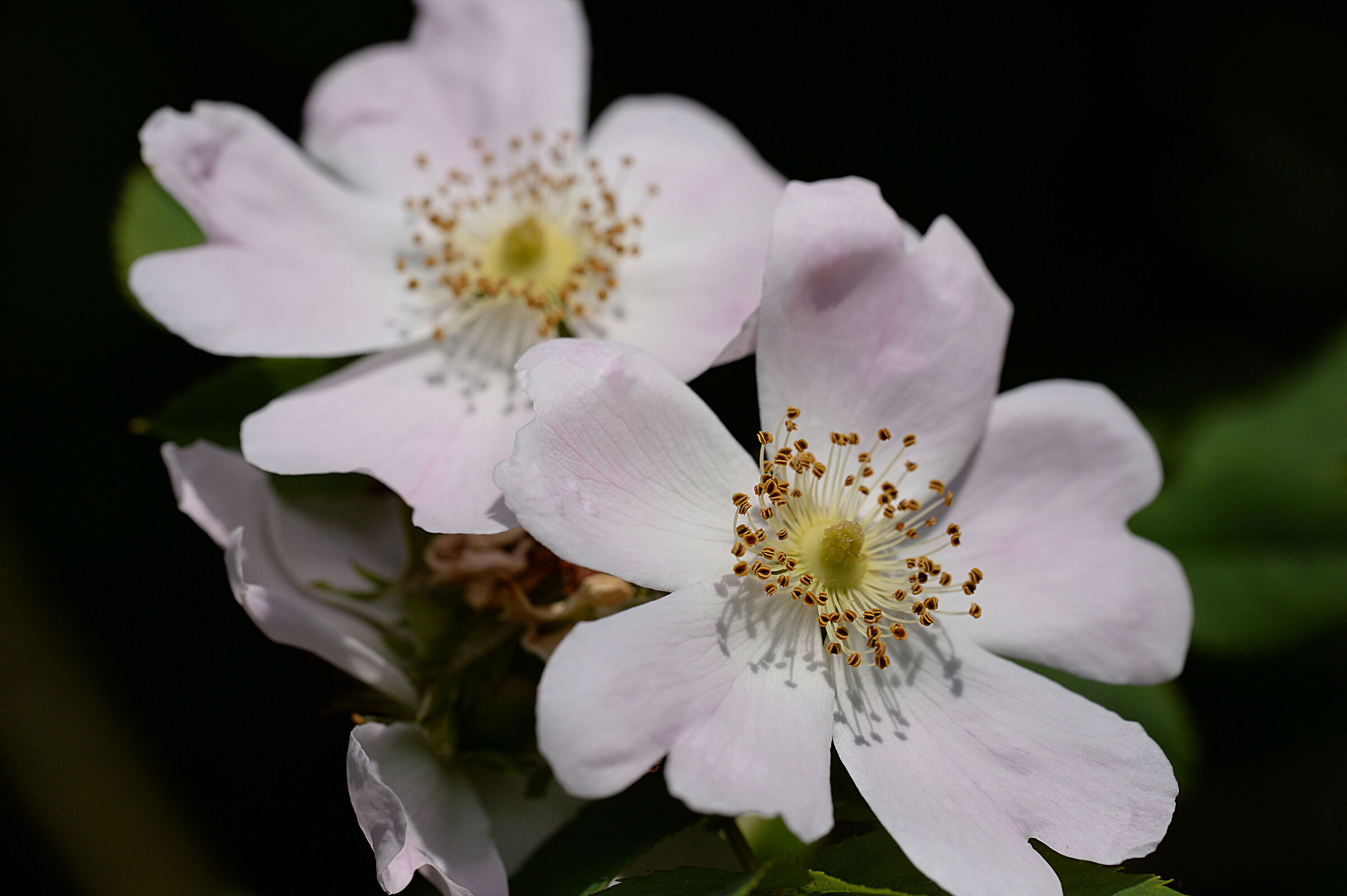 rosa canina