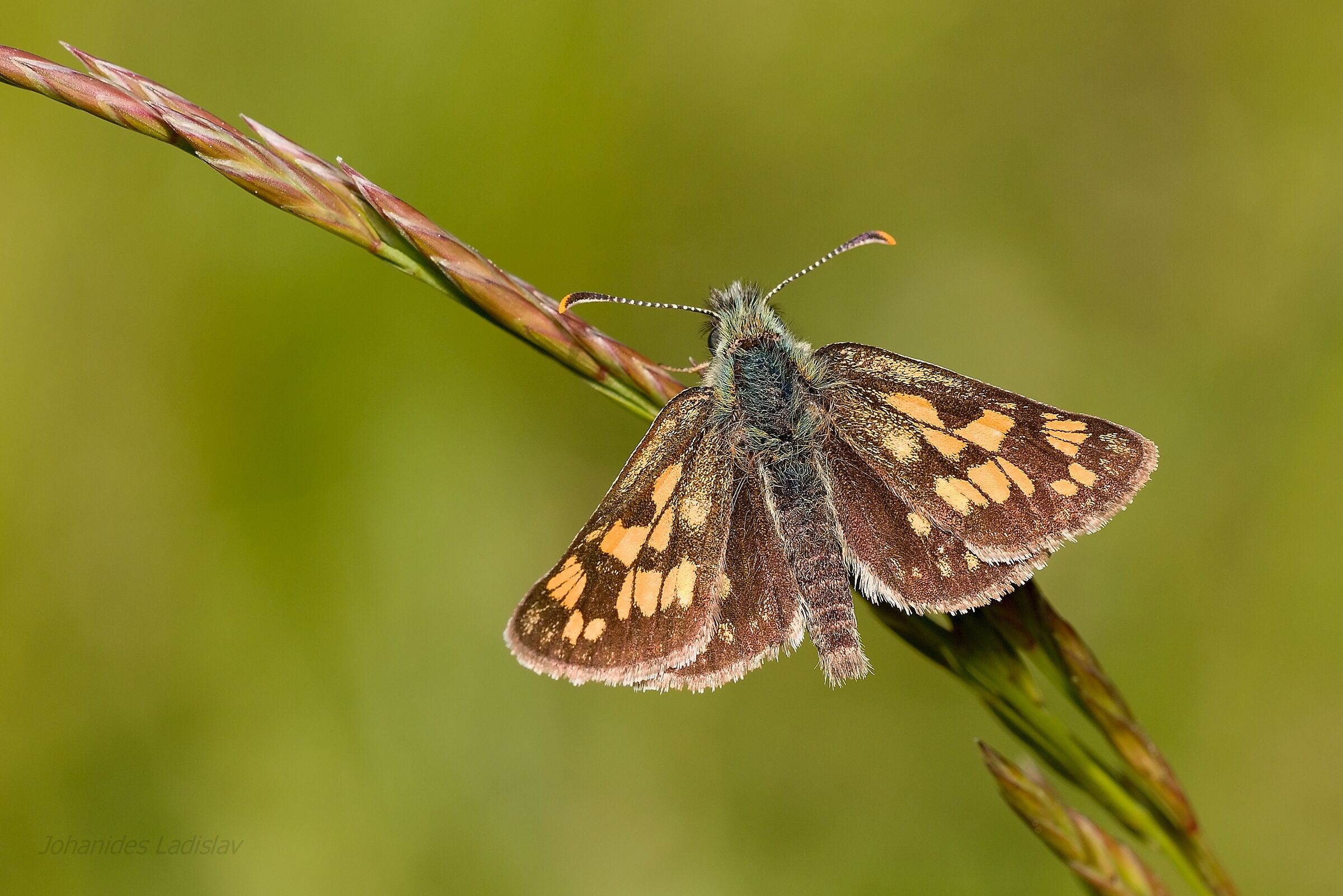 Carterocefalo palemone