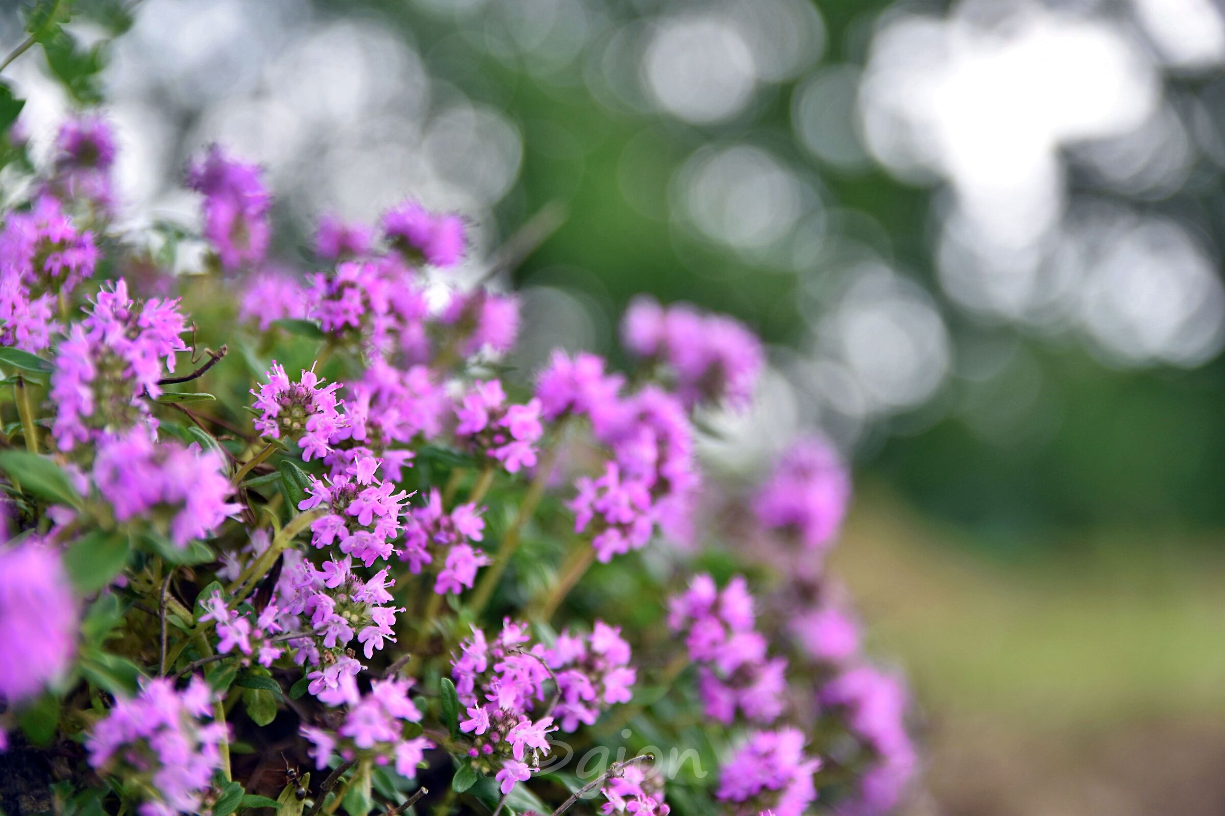 Una sorta di magenta