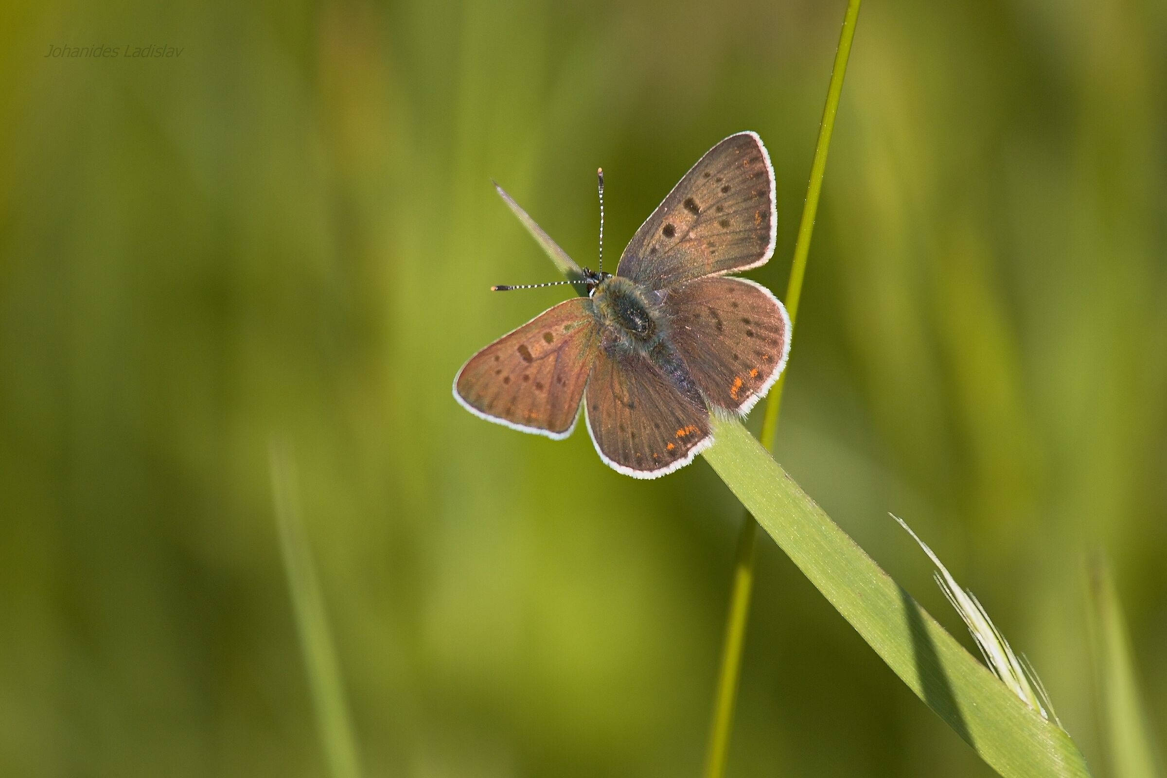 Lycaena tityrus (maschio)