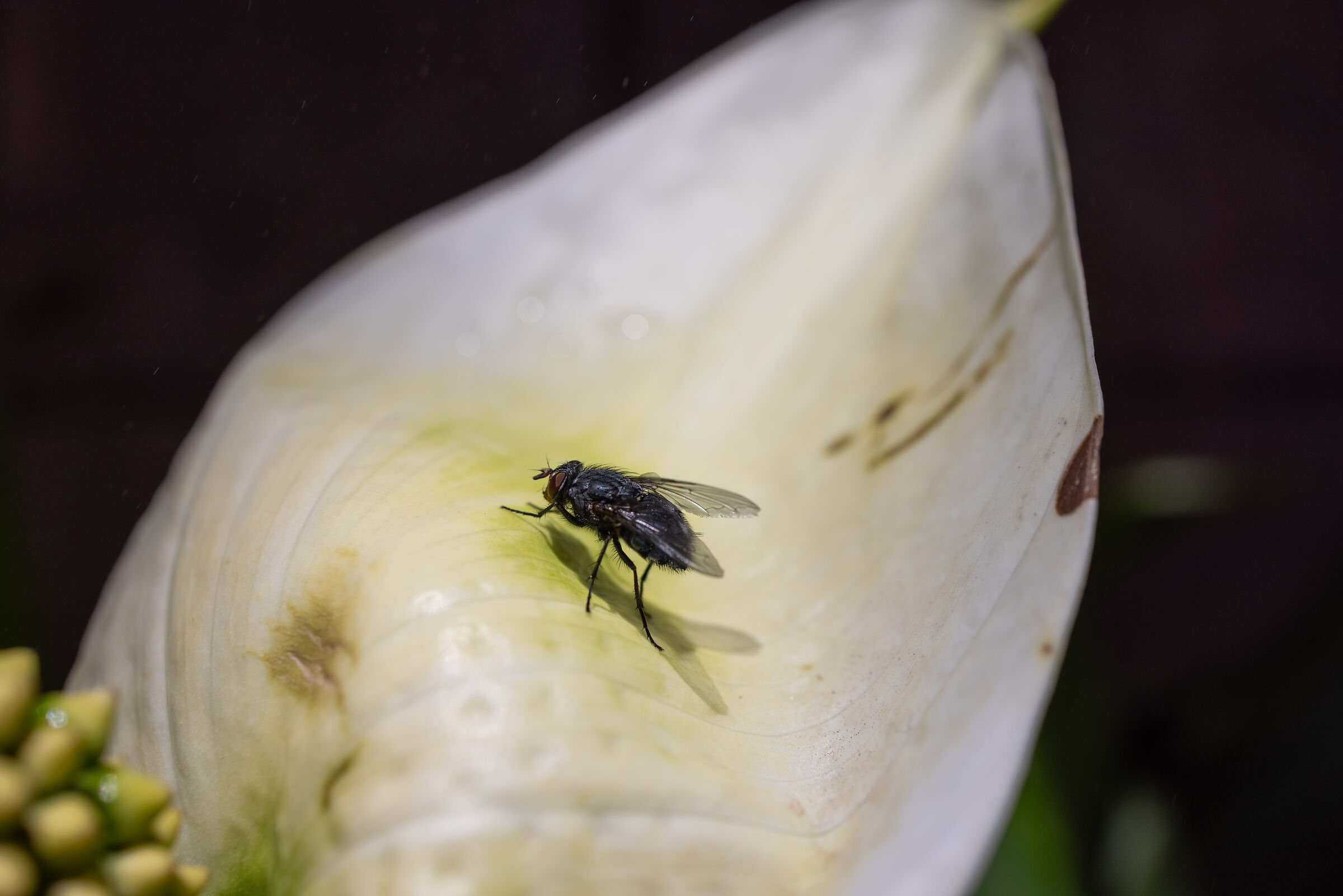 Mosca (non in Russia) - Canon R5 - 35/1.8 RF IS