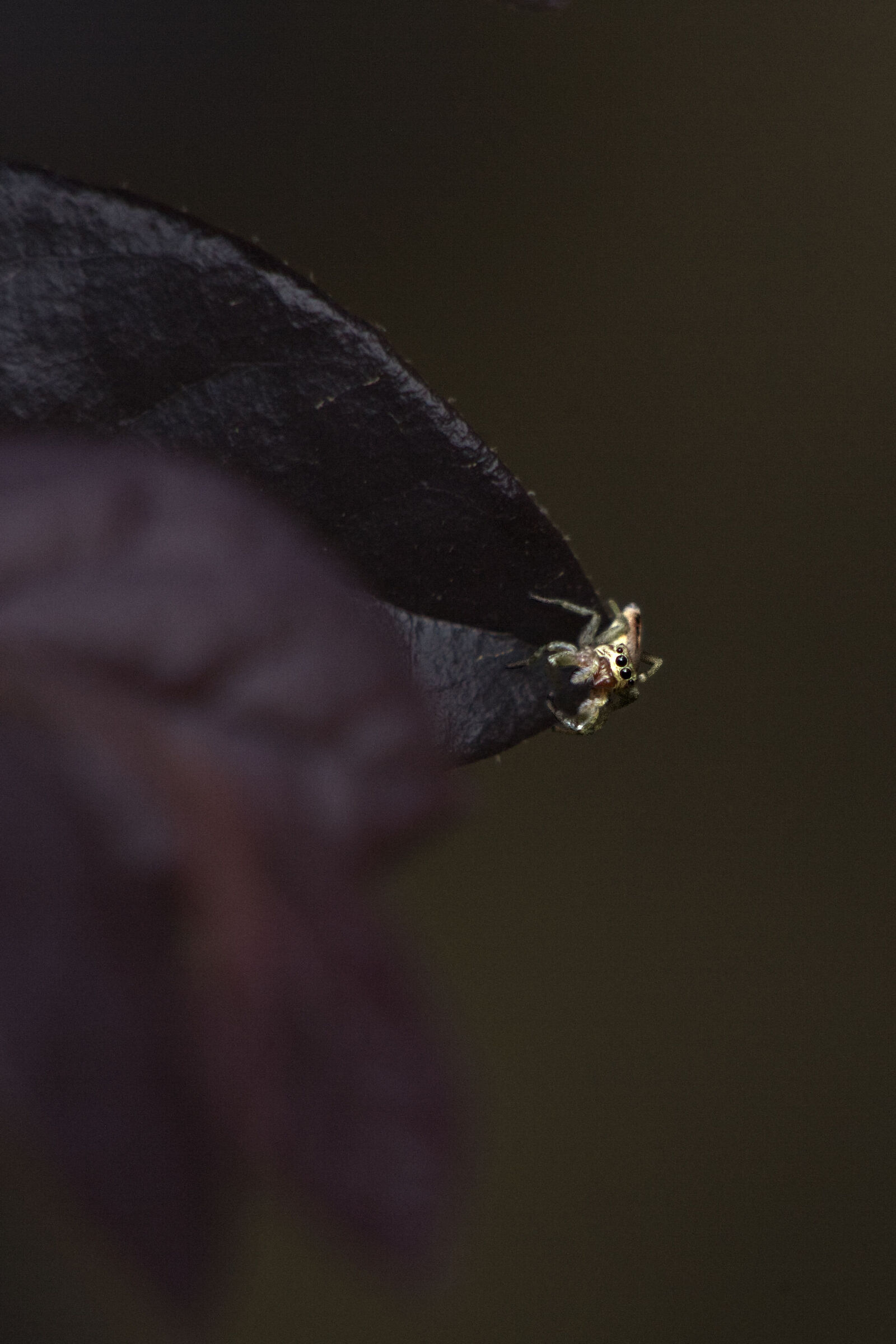 Spider1