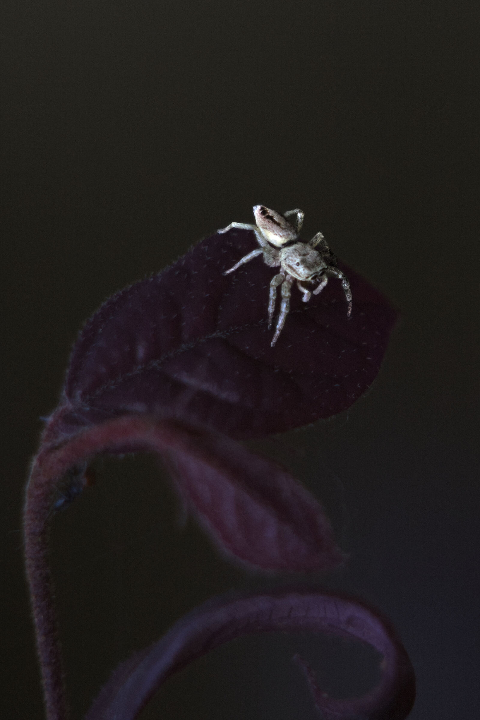 Spider2