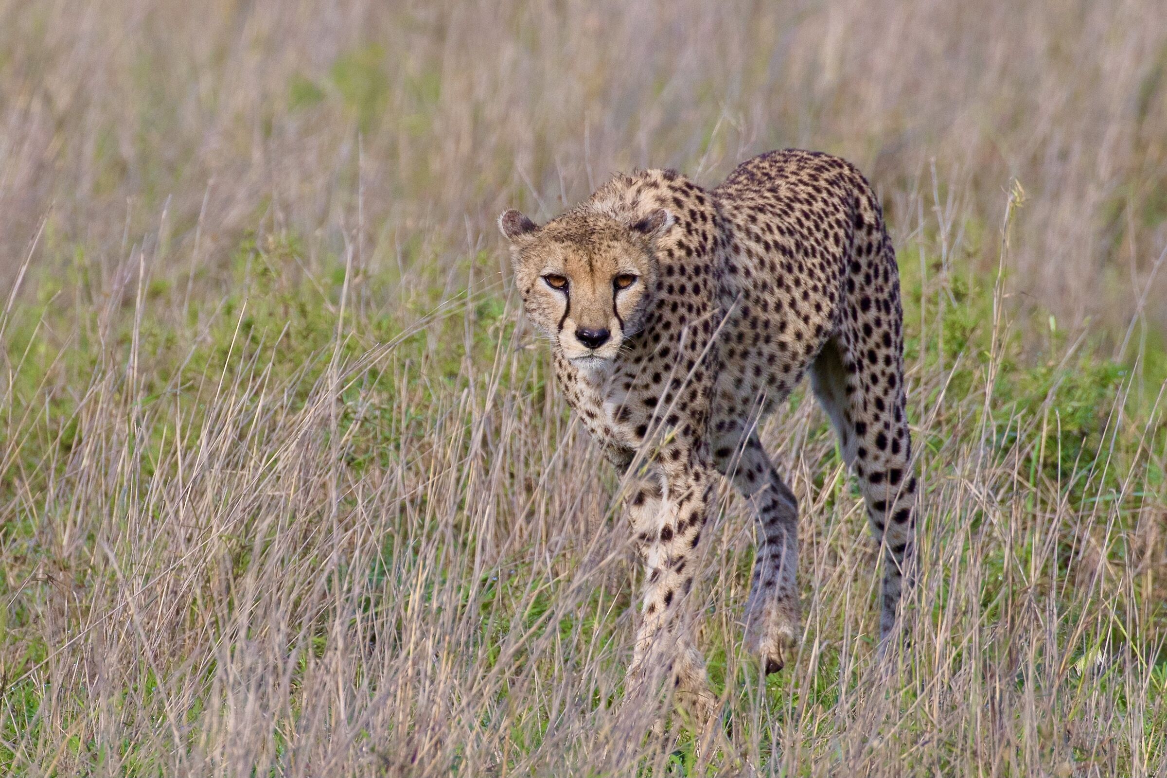 Straight in the eye...