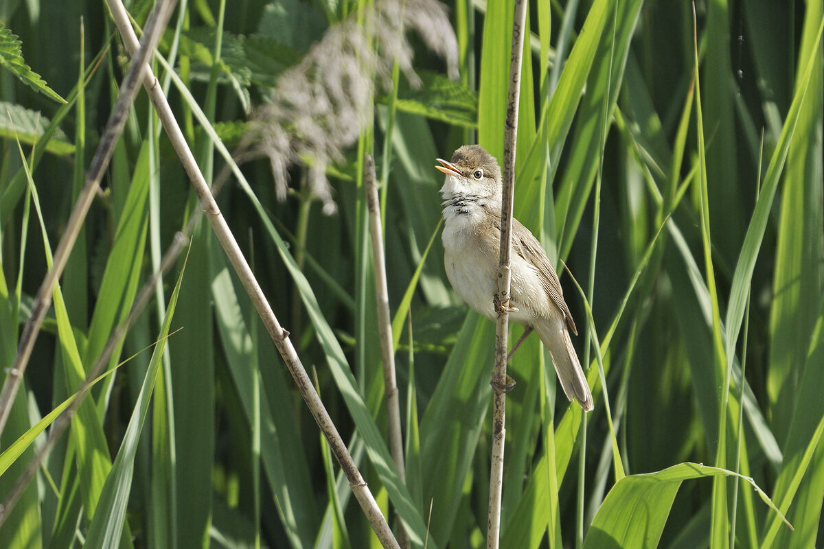great reed warbler