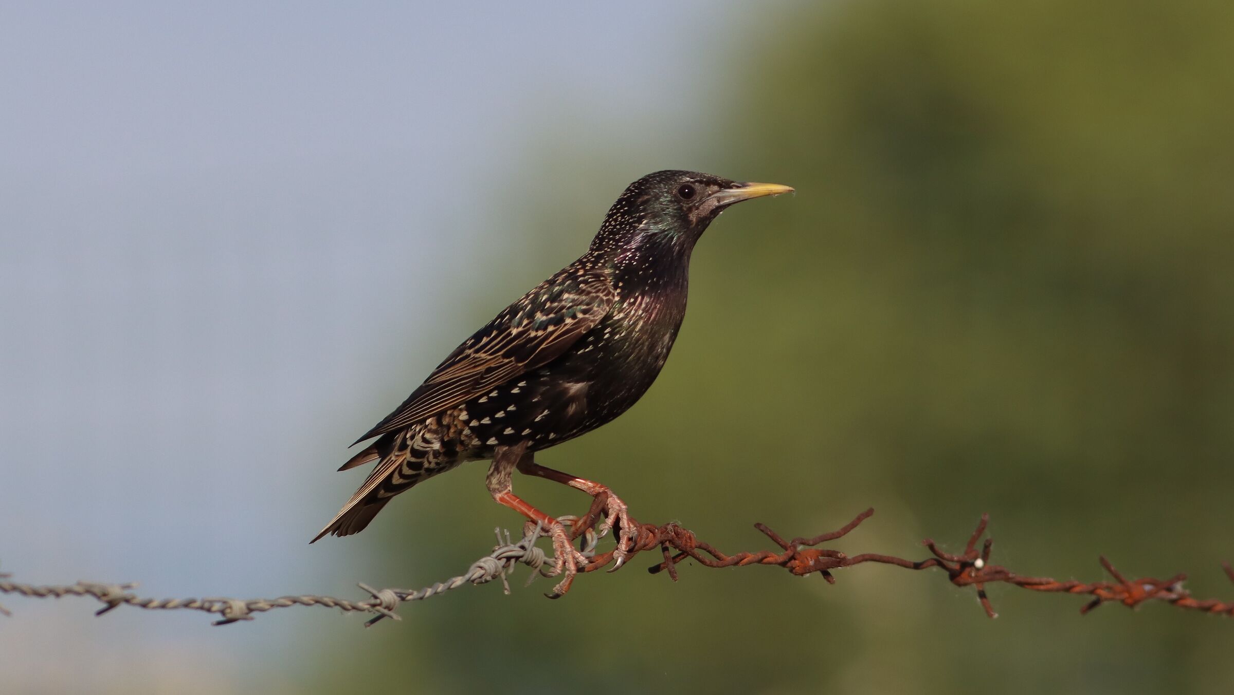 starling