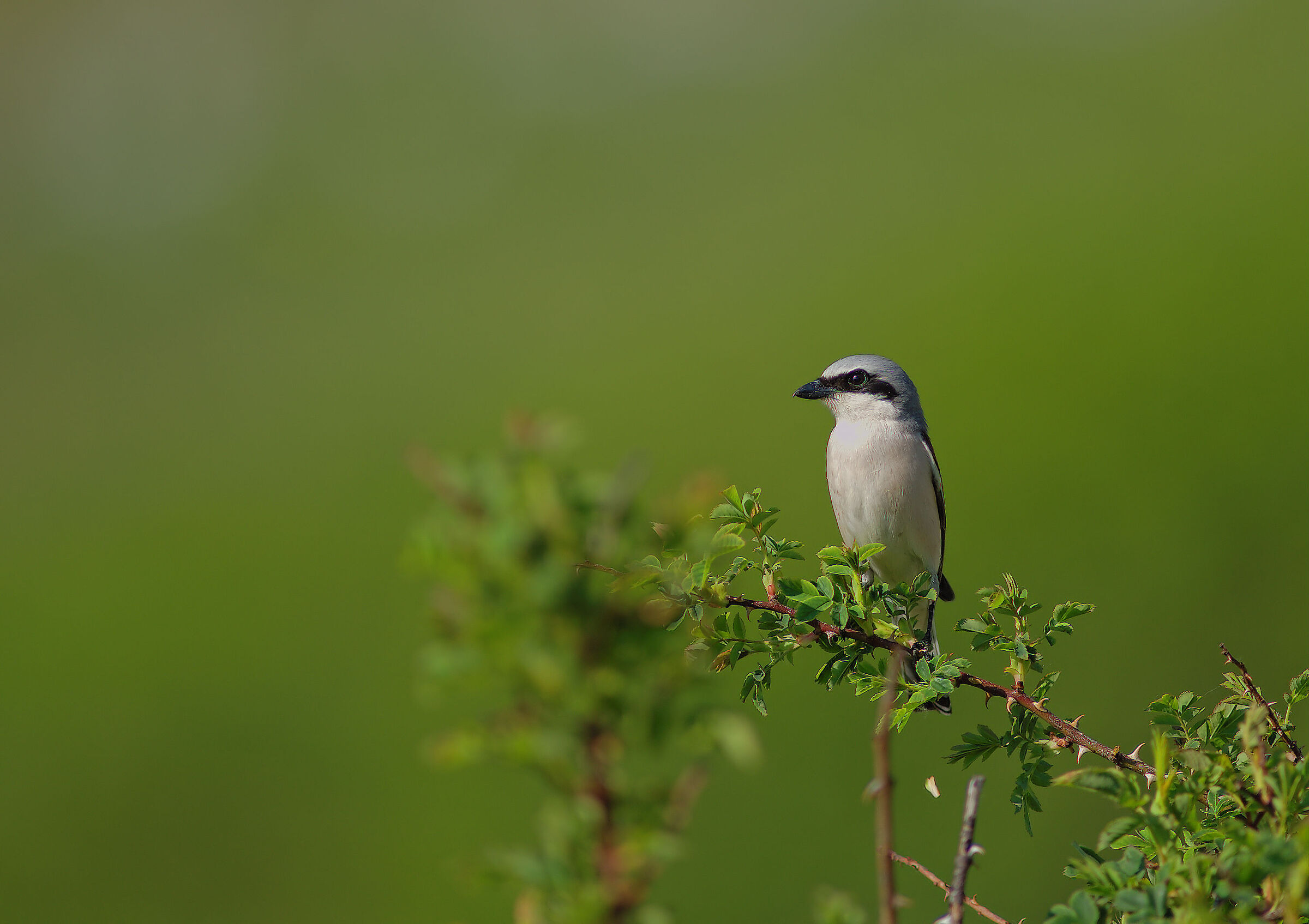 Averla piccola maschio