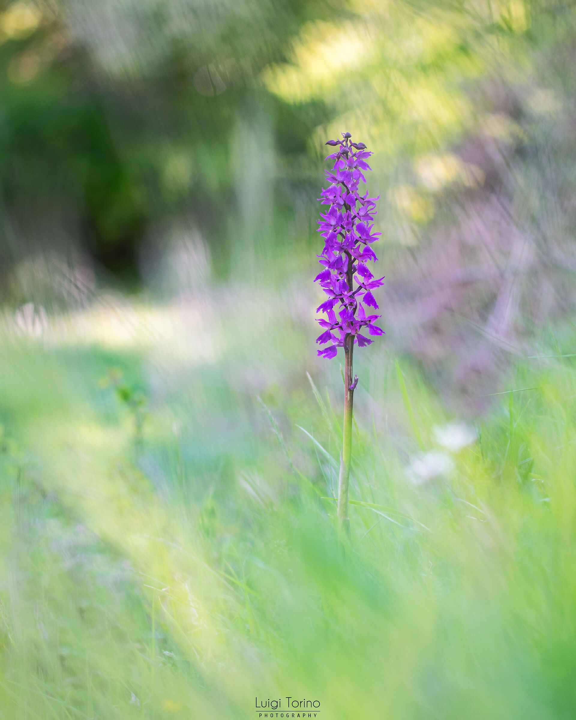 Mascula orchis
