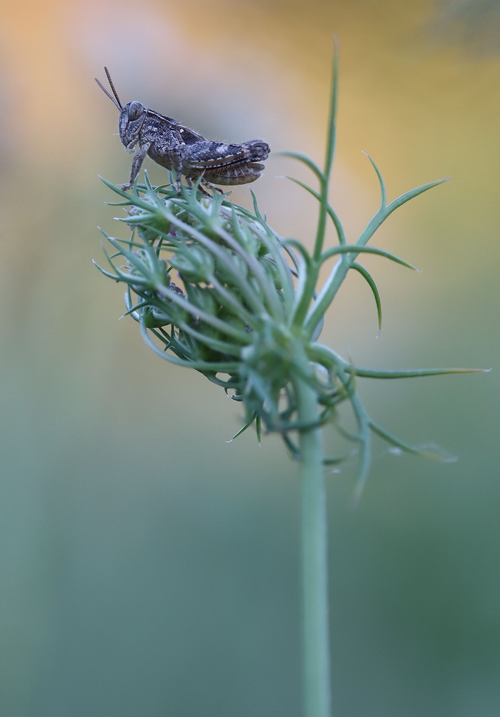 Cavalletta su dacus carota