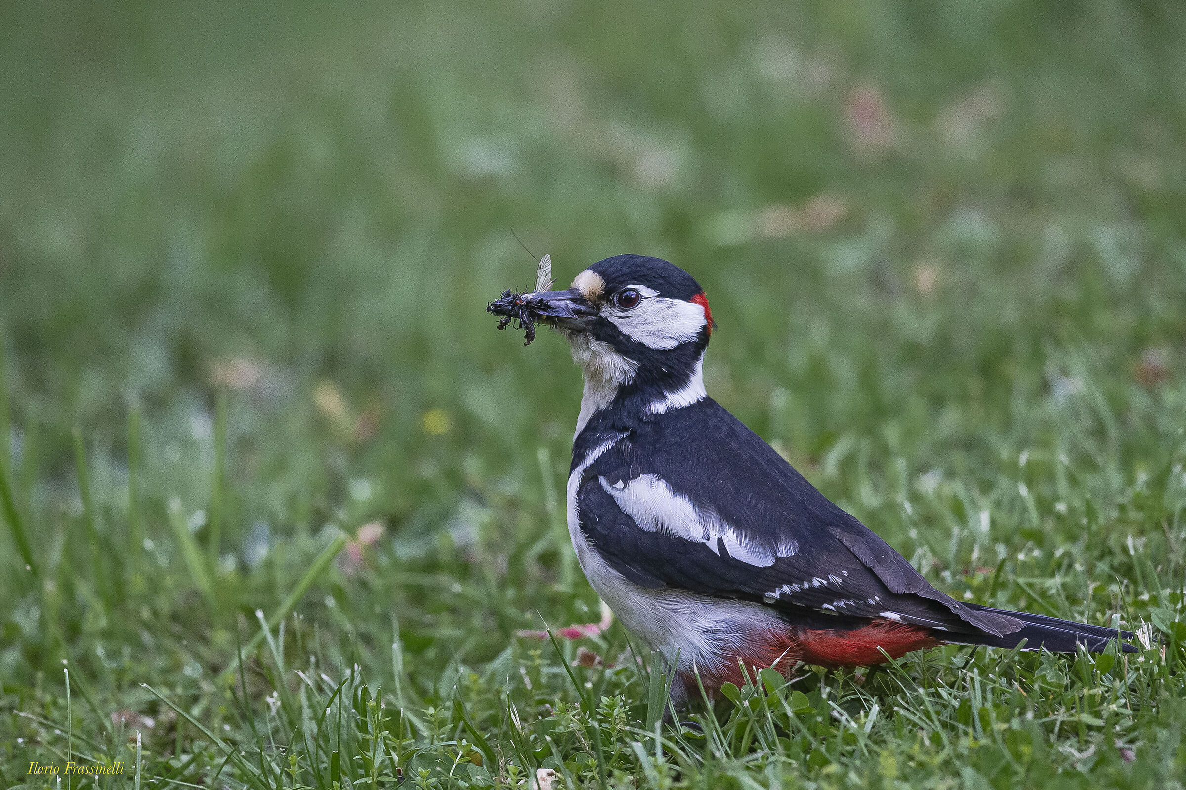 Major red woodpecker