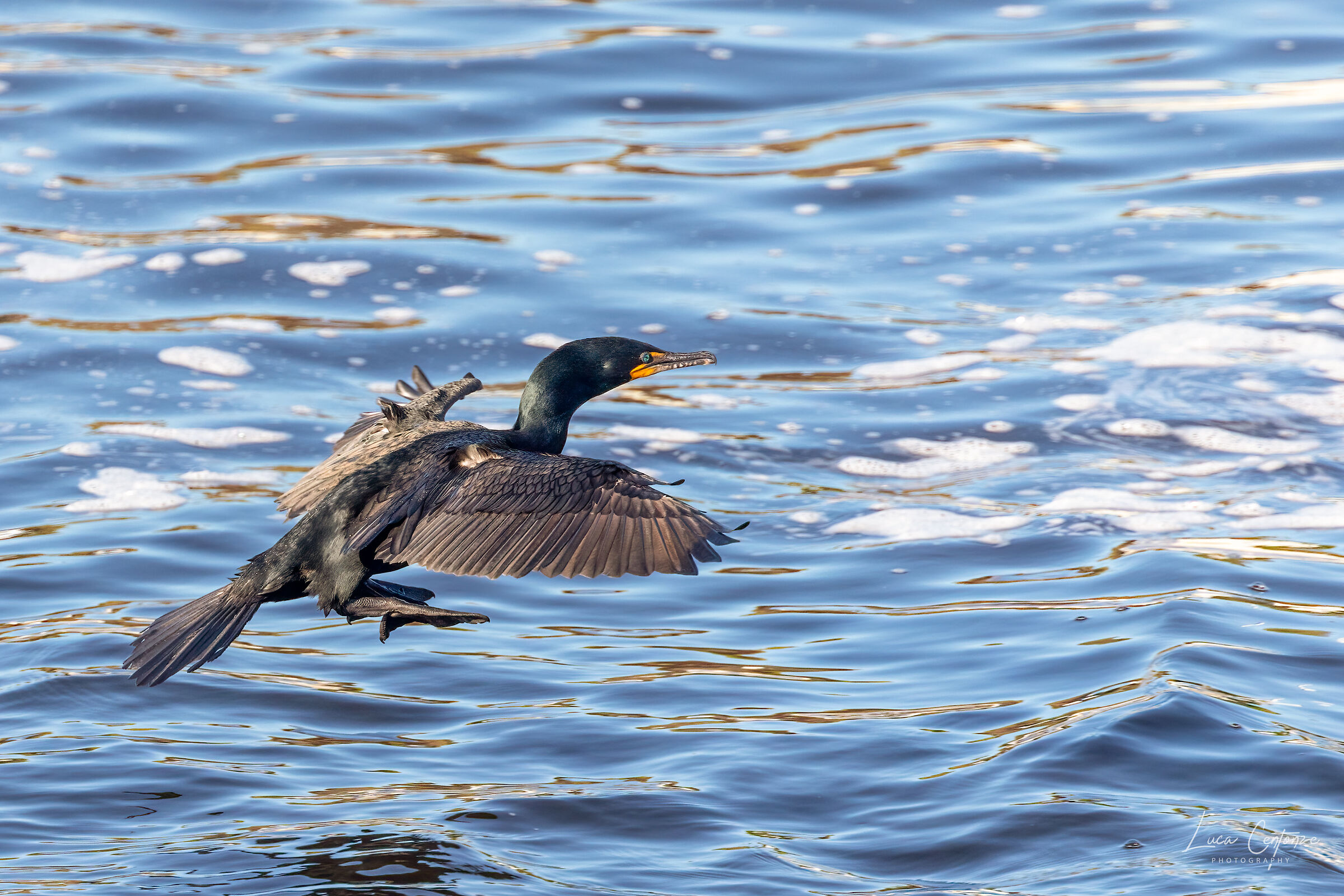 Marangone dalla doppia cresta (Phalacrocorax auritus)