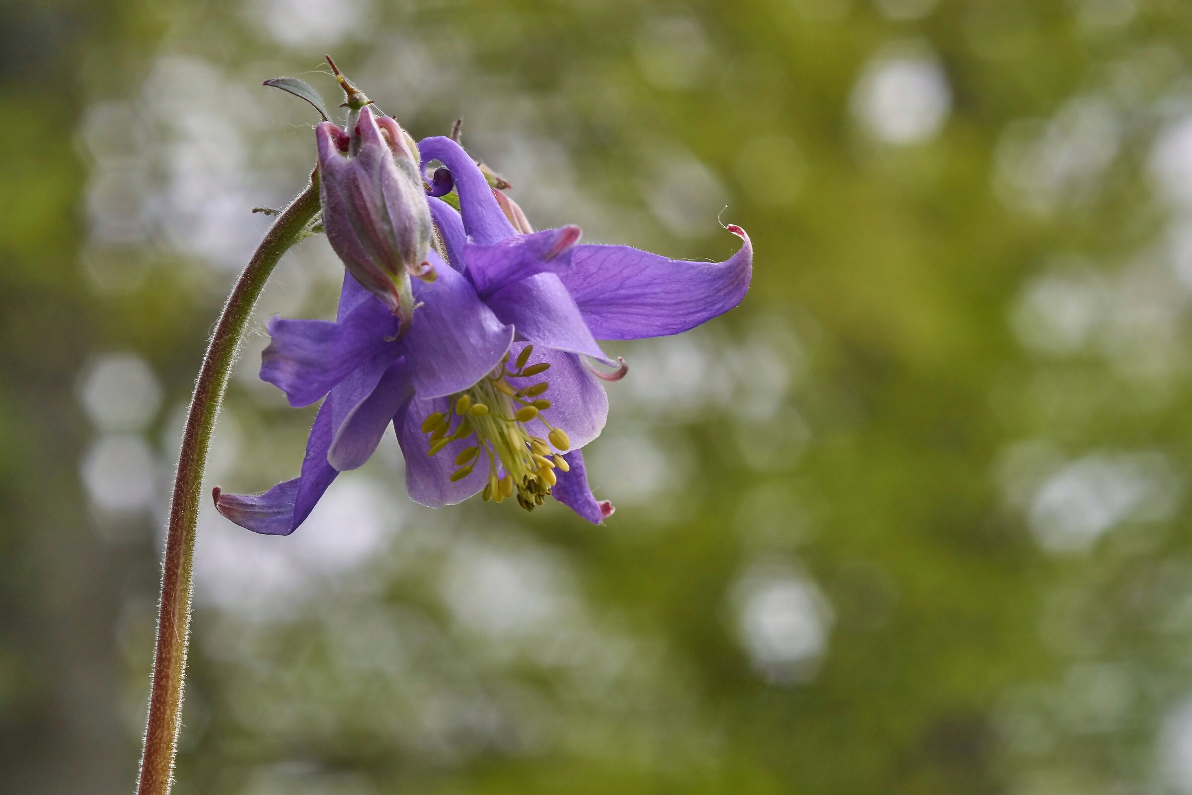 Aquilegia